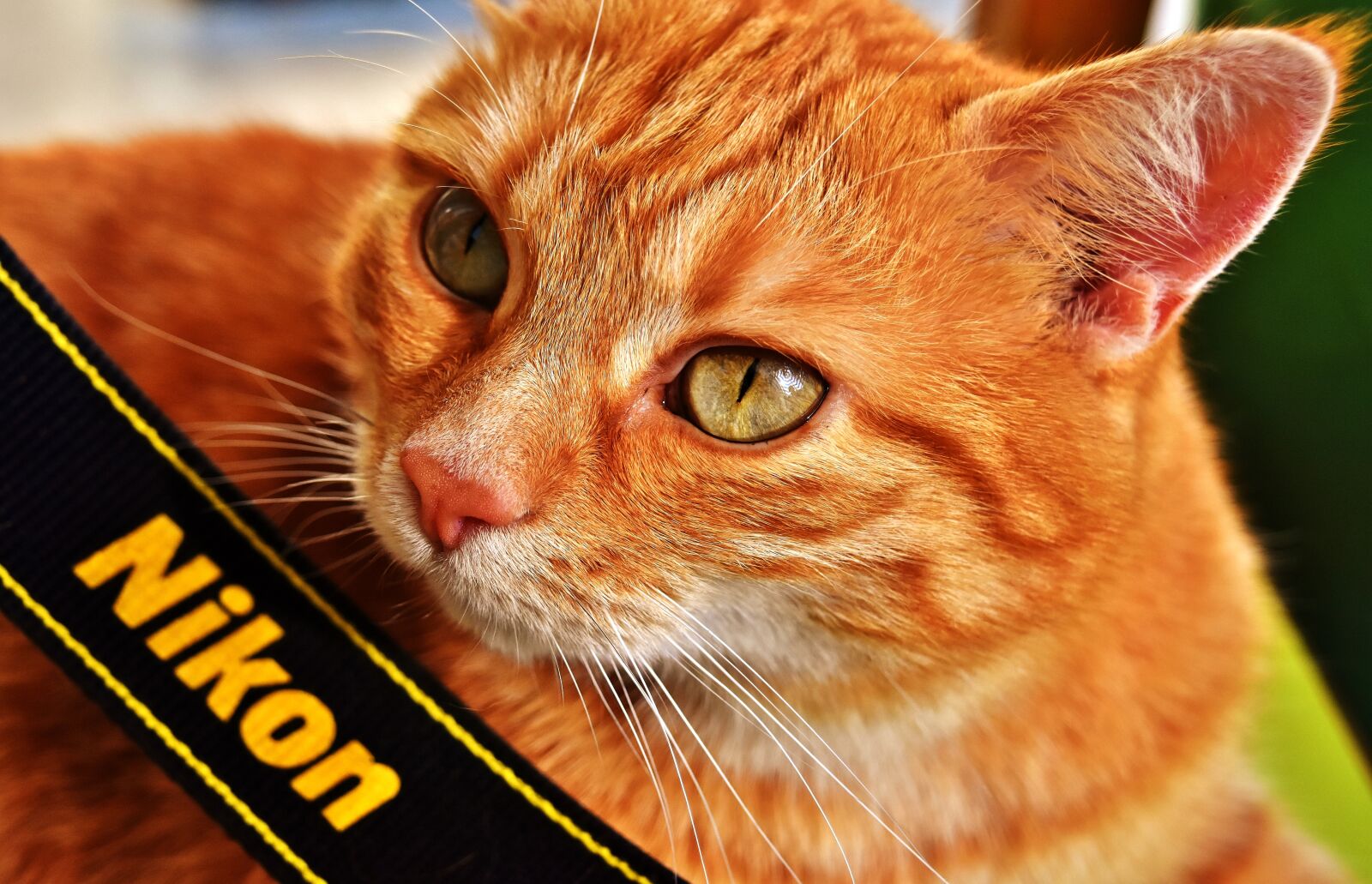 Nikon D7200 sample photo. Cat, mackerel, nikon photography
