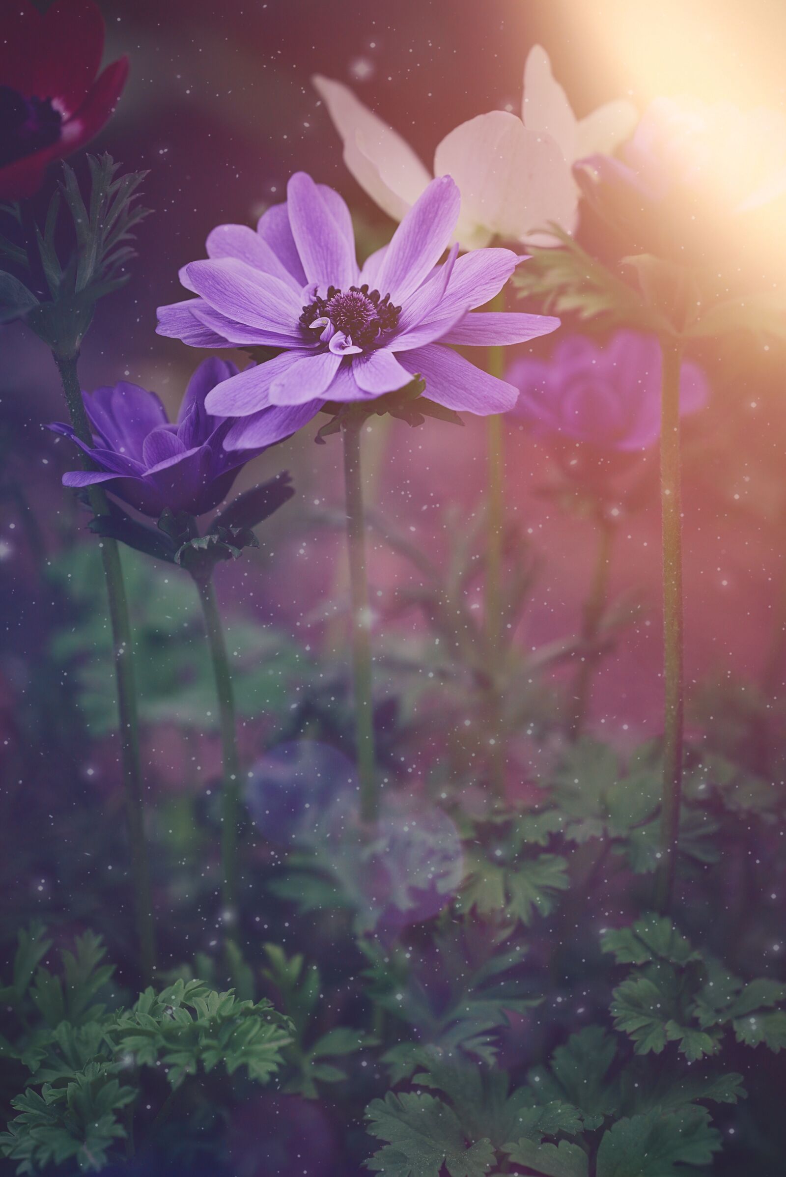 Nikon D750 sample photo. Anemone, crown anemone, flower photography