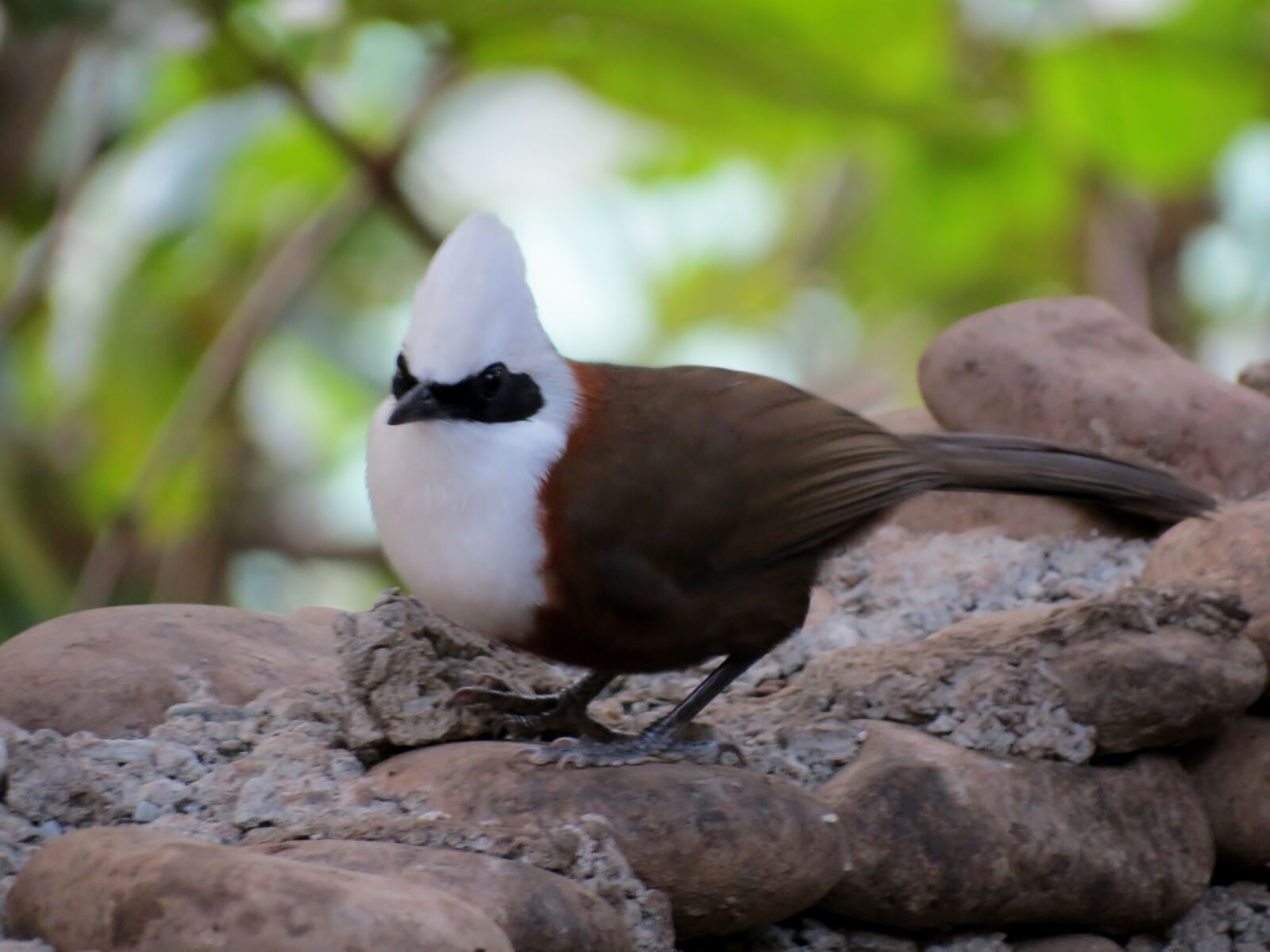 Canon PowerShot SX40 HS sample photo. Bird, india, rishikesh, white photography