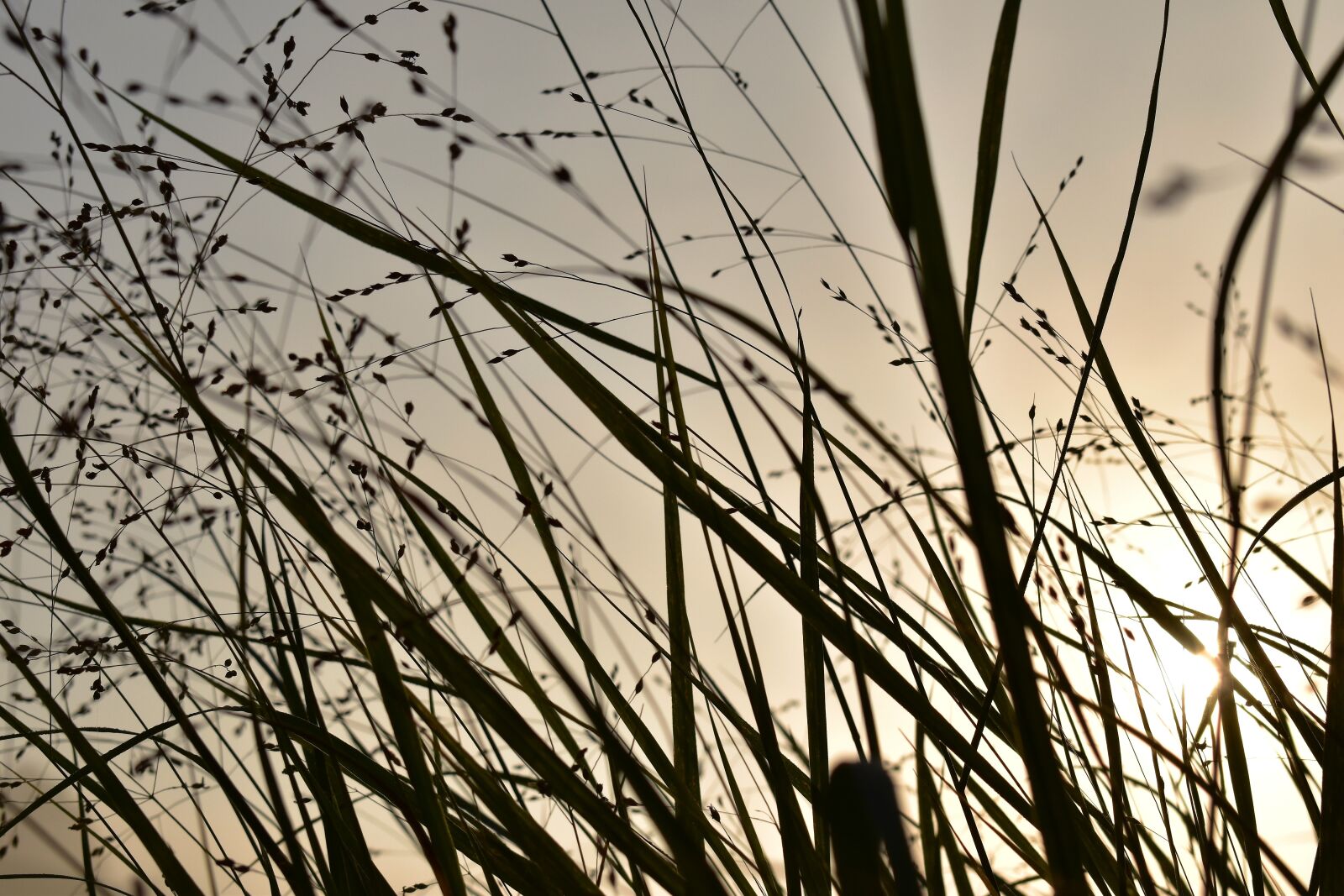 Nikon D5500 sample photo. Grass, grasses, nature photography