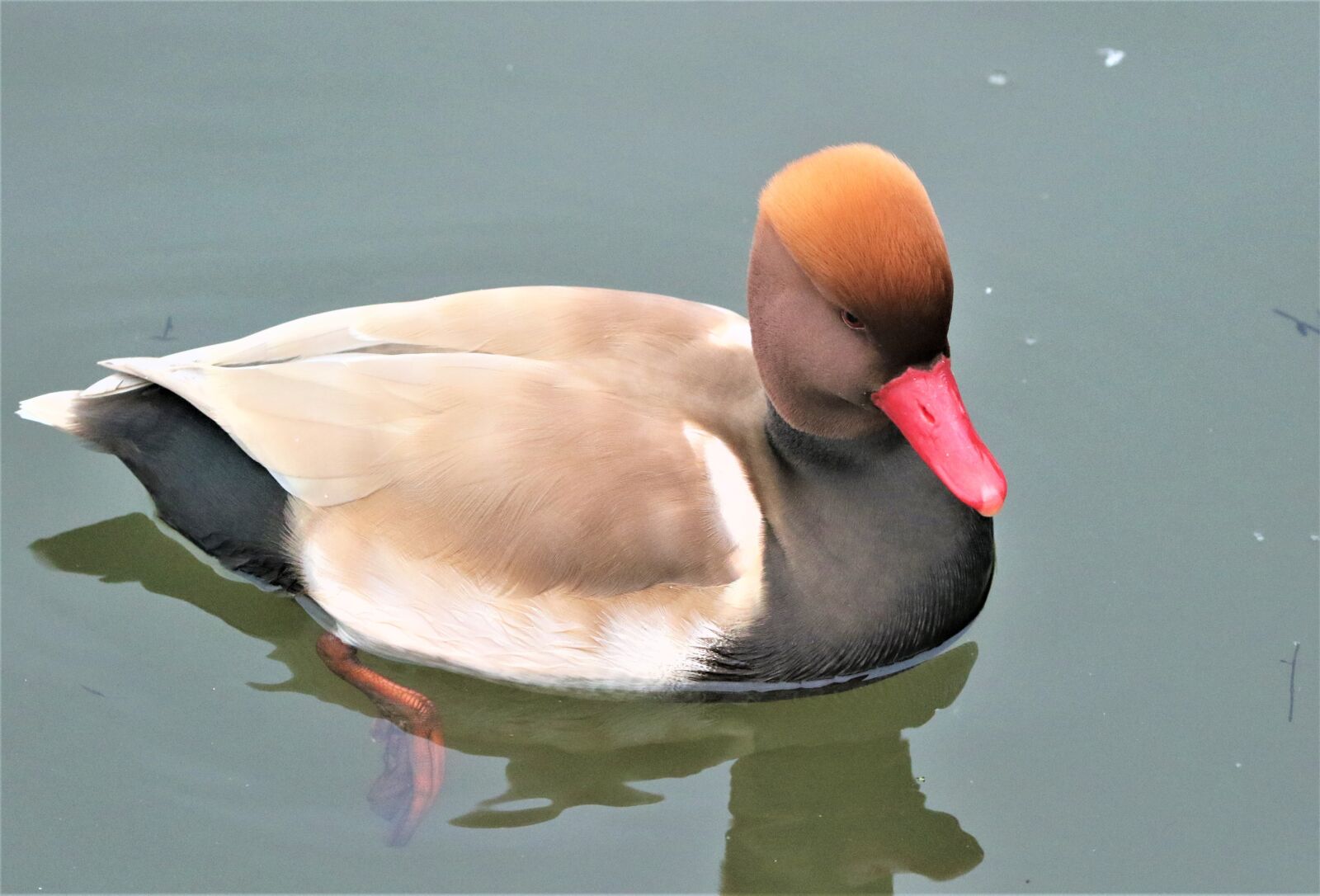 150-600mm F5-6.3 DG OS HSM | Contemporary 015 sample photo. Bird, waterbird, wildlife photography