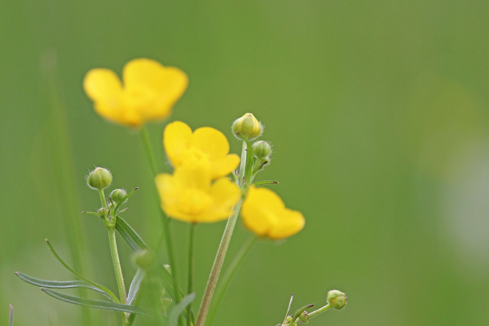 Canon EF-S 55-250mm F4-5.6 IS STM sample photo. Caltha palustris, meadow, nature photography
