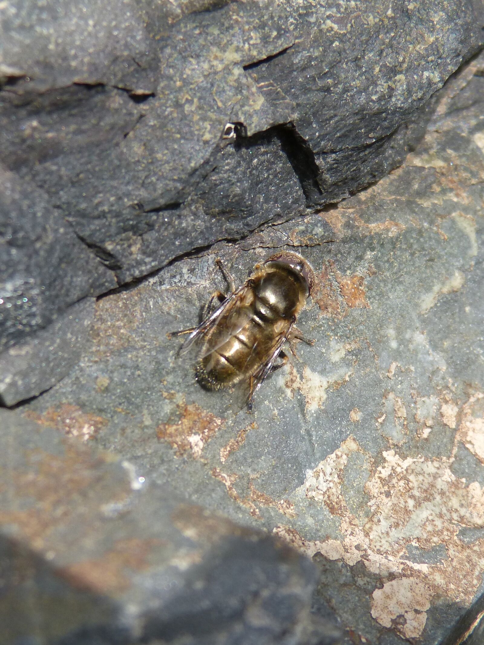 Panasonic DMC-FZ62 sample photo. Hoverfly, fly, iridescent photography