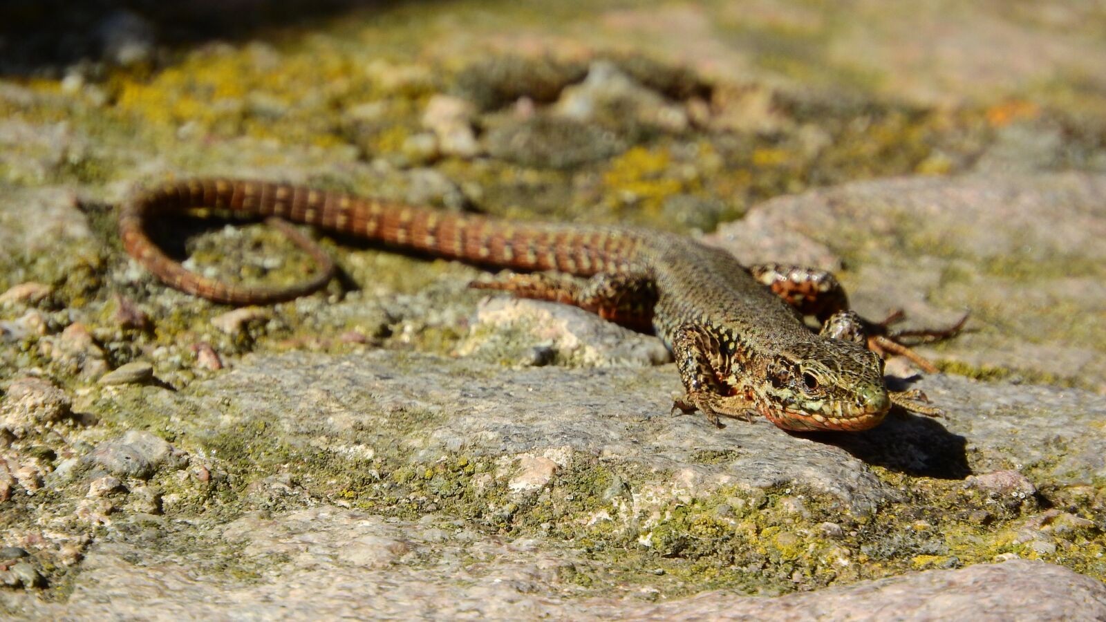 Nikon Coolpix P610 sample photo. Wall lizard, lizard, france photography