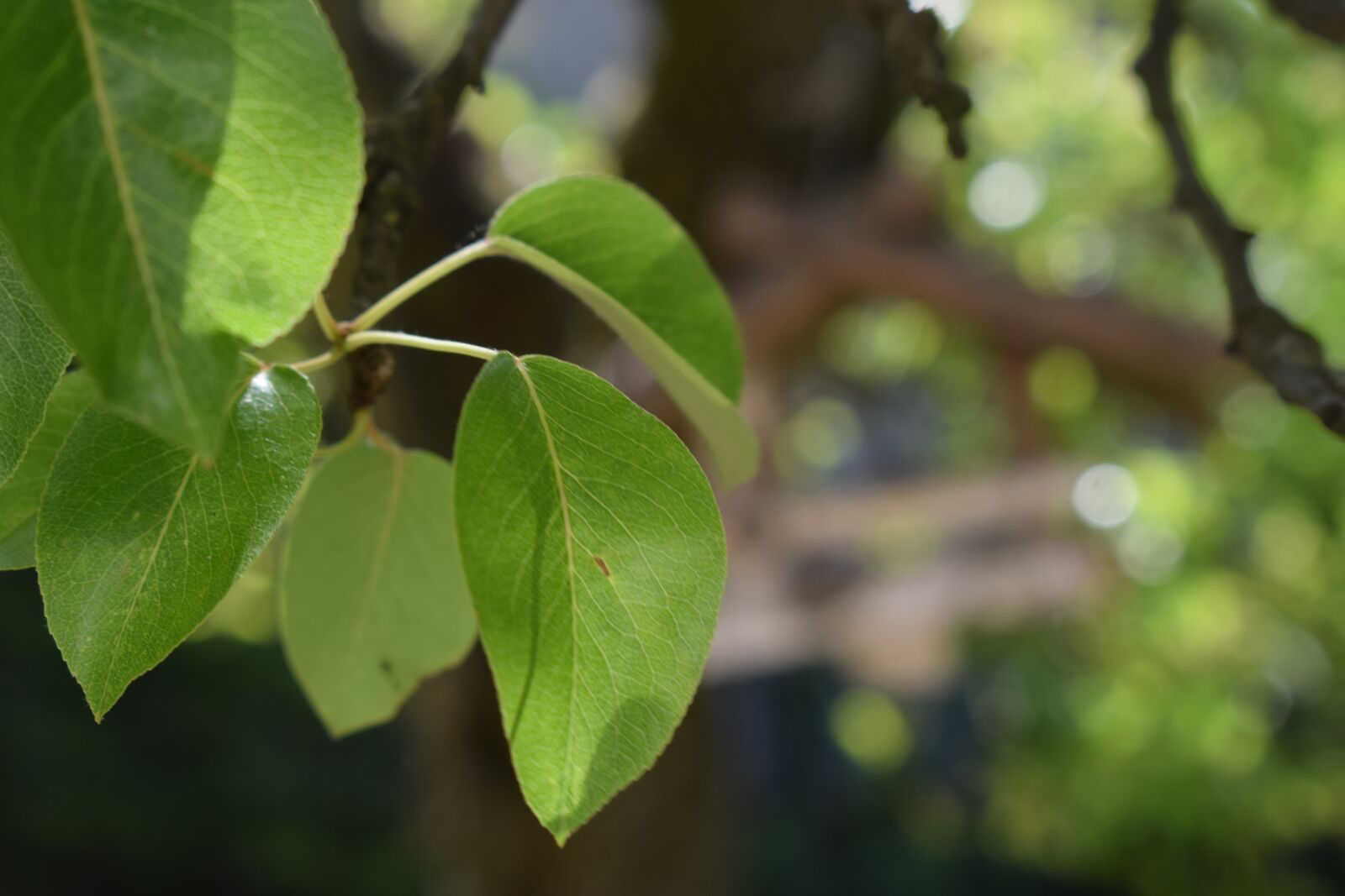 Nikon D5300 sample photo. Leaf, green, tree photography