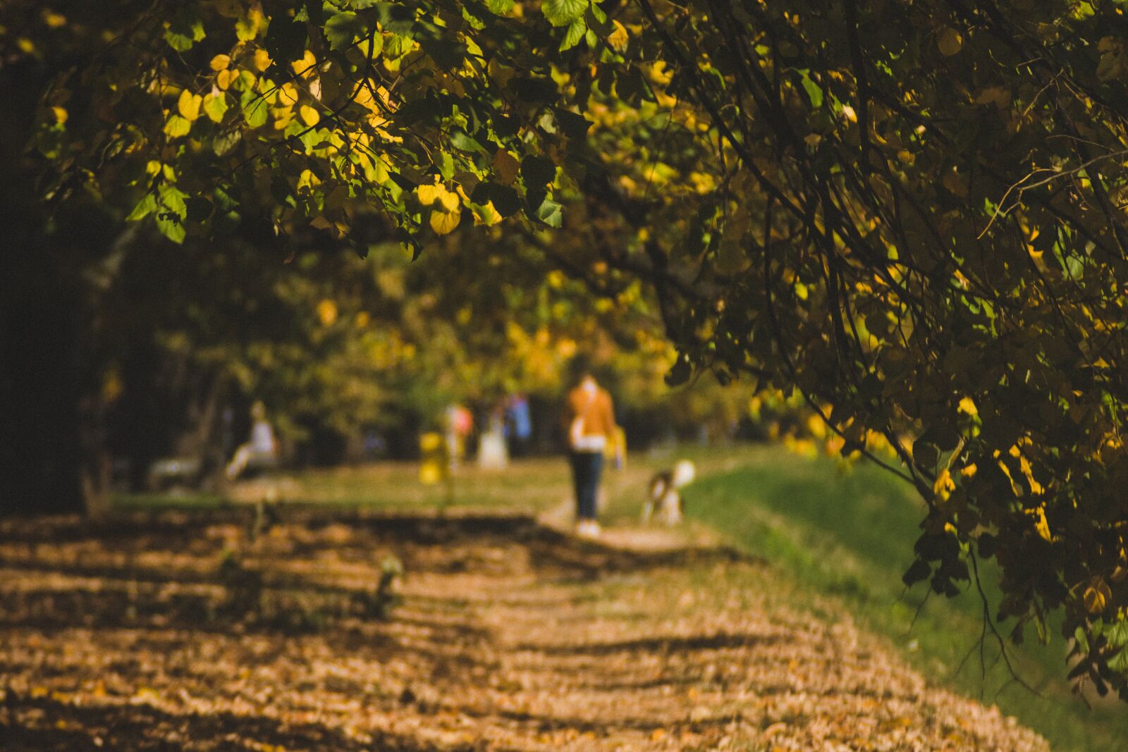 Fujifilm X-M1 sample photo. Autumn, walk, path photography