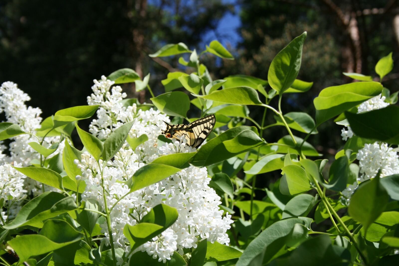 Canon EOS 400D (EOS Digital Rebel XTi / EOS Kiss Digital X) sample photo. Bush, hyacinth, insect photography