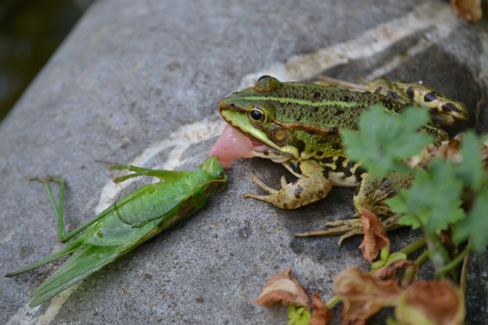 Nikon D3100 sample photo. Frog, grasshopper, insect photography