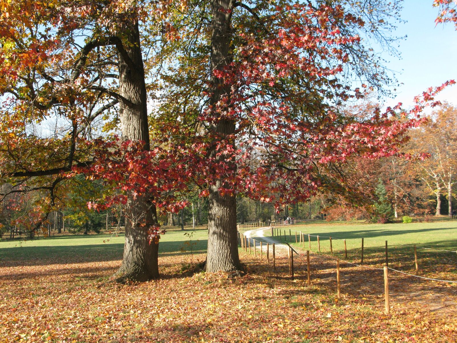 Canon POWERSHOT G9 sample photo. Autumn trees, fall, autumn photography