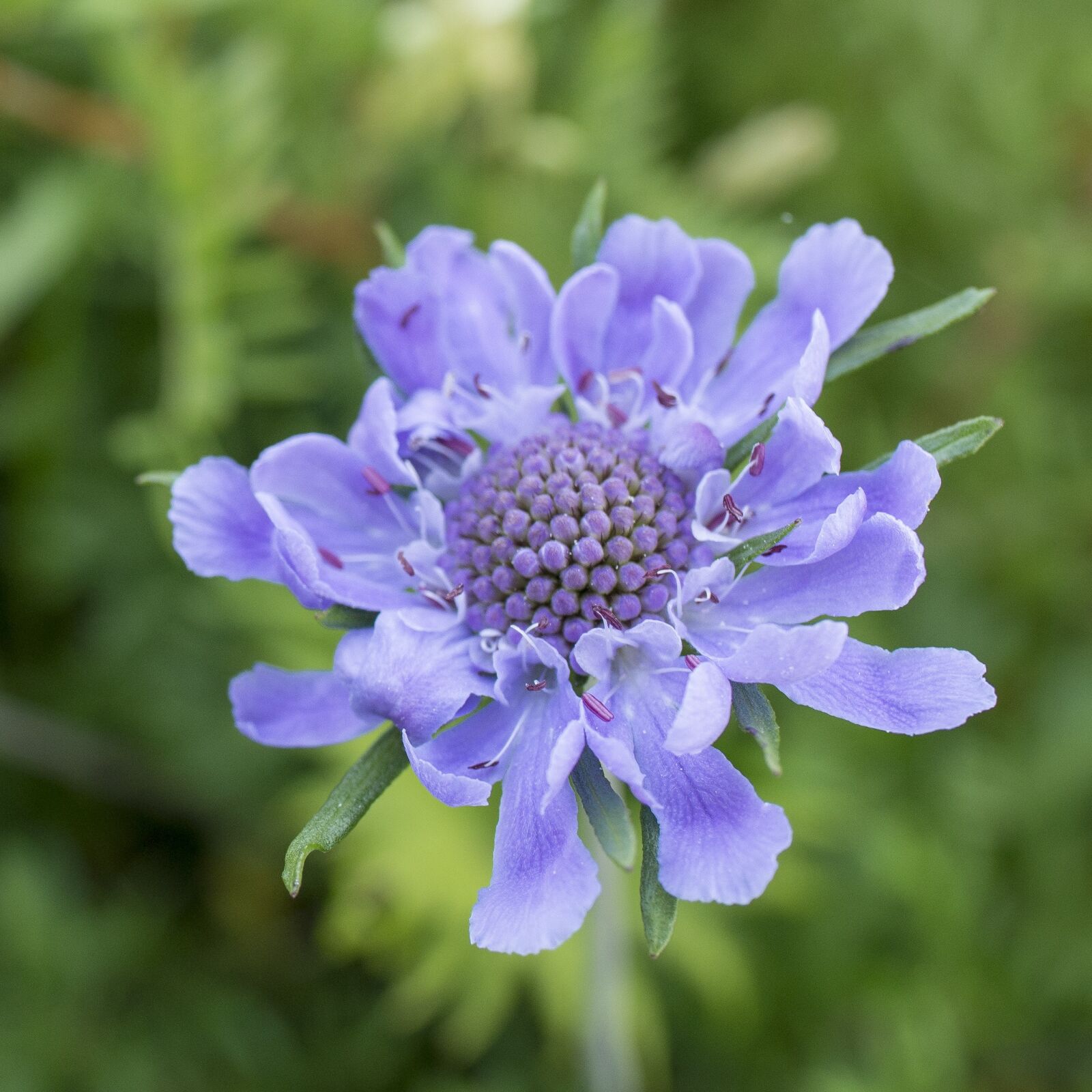 ZEISS Distagon T* 25mm F2 sample photo. Flowers, purple, scabiosa photography