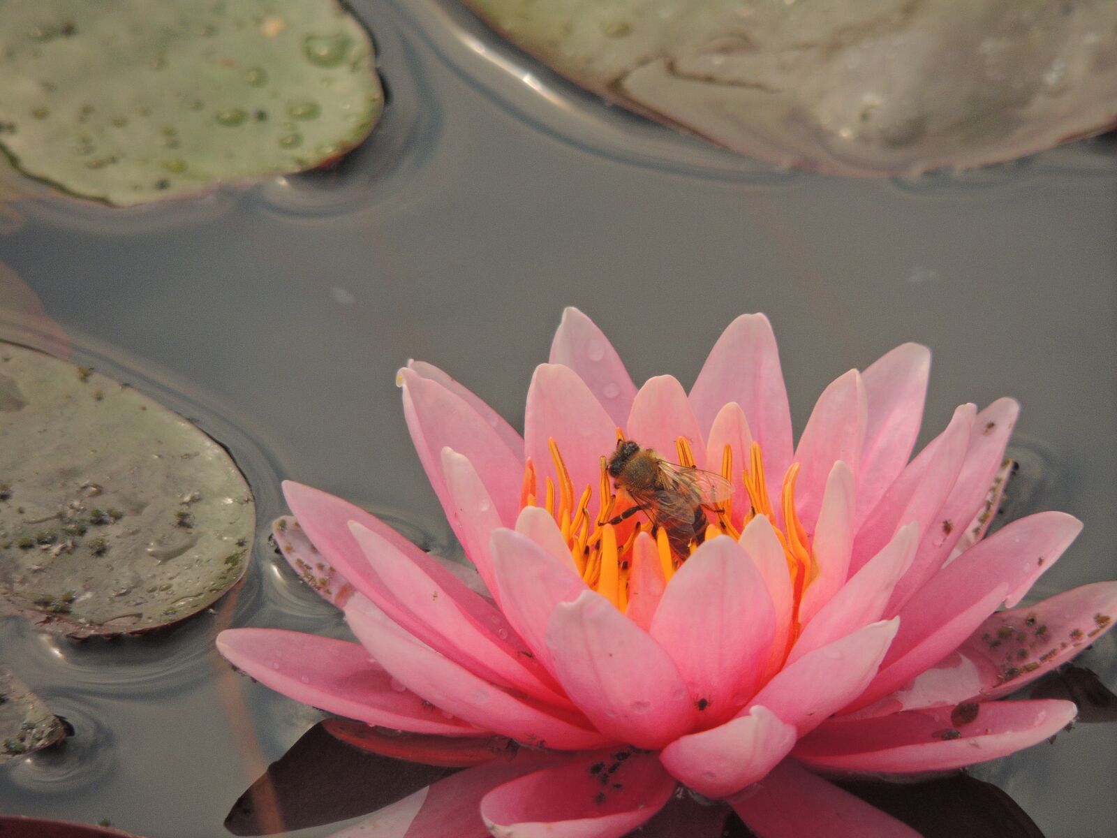 Nikon Coolpix P510 sample photo. Waterlily, flower, bee photography
