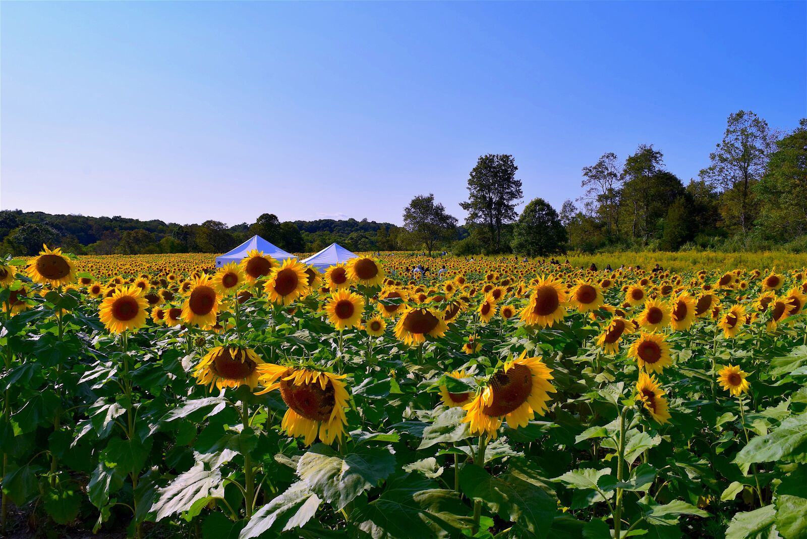Nikon D3300 sample photo. Sunflower, field, flower photography