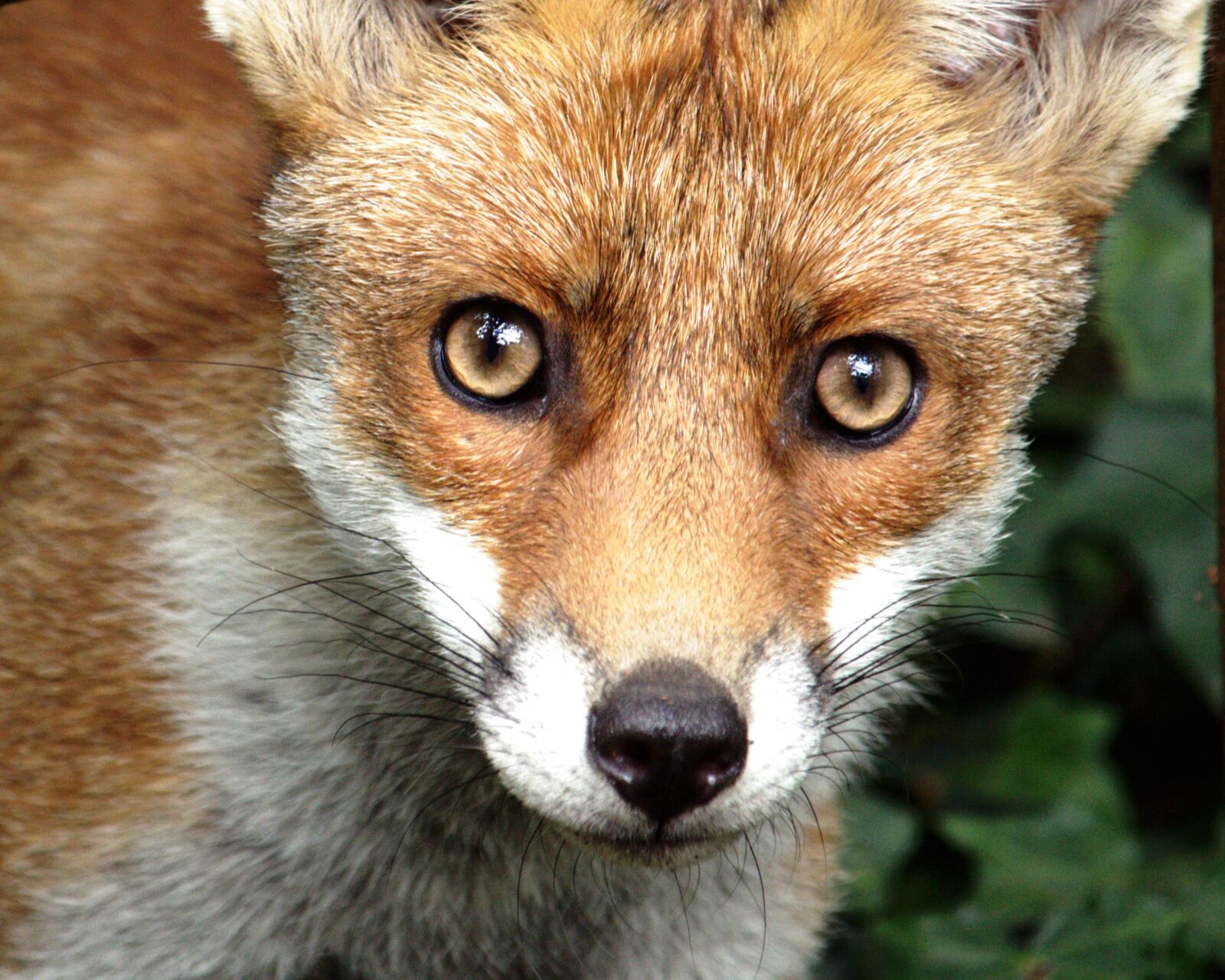Canon EOS 750D (EOS Rebel T6i / EOS Kiss X8i) sample photo. Fox, young, face photography