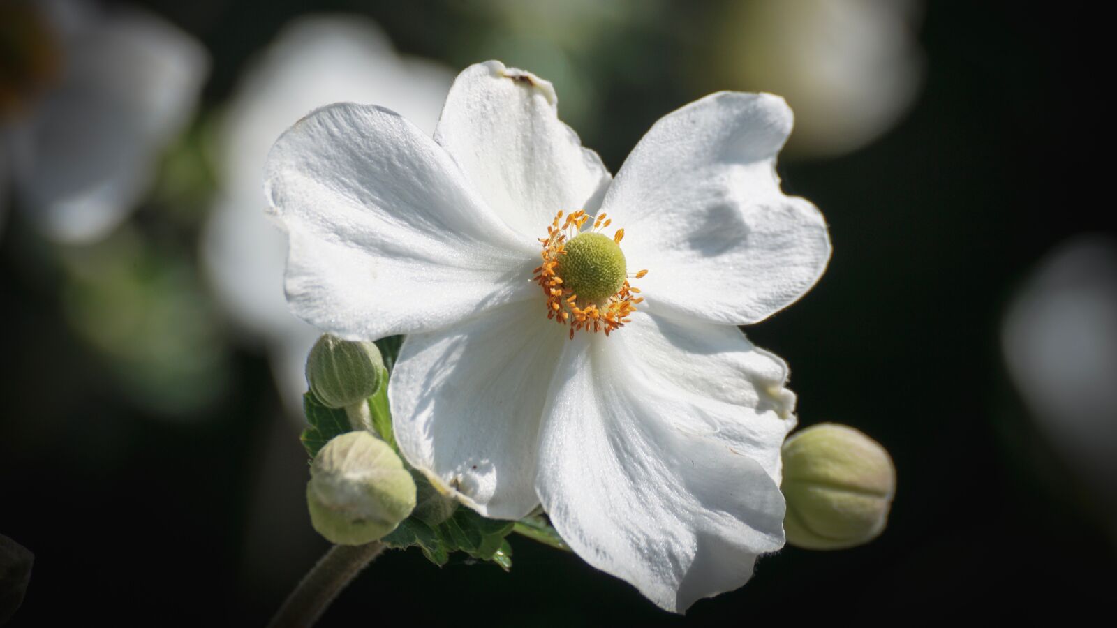 Sony DT 55-300mm F4.5-5.6 SAM sample photo. Fall anemone, flower, white photography