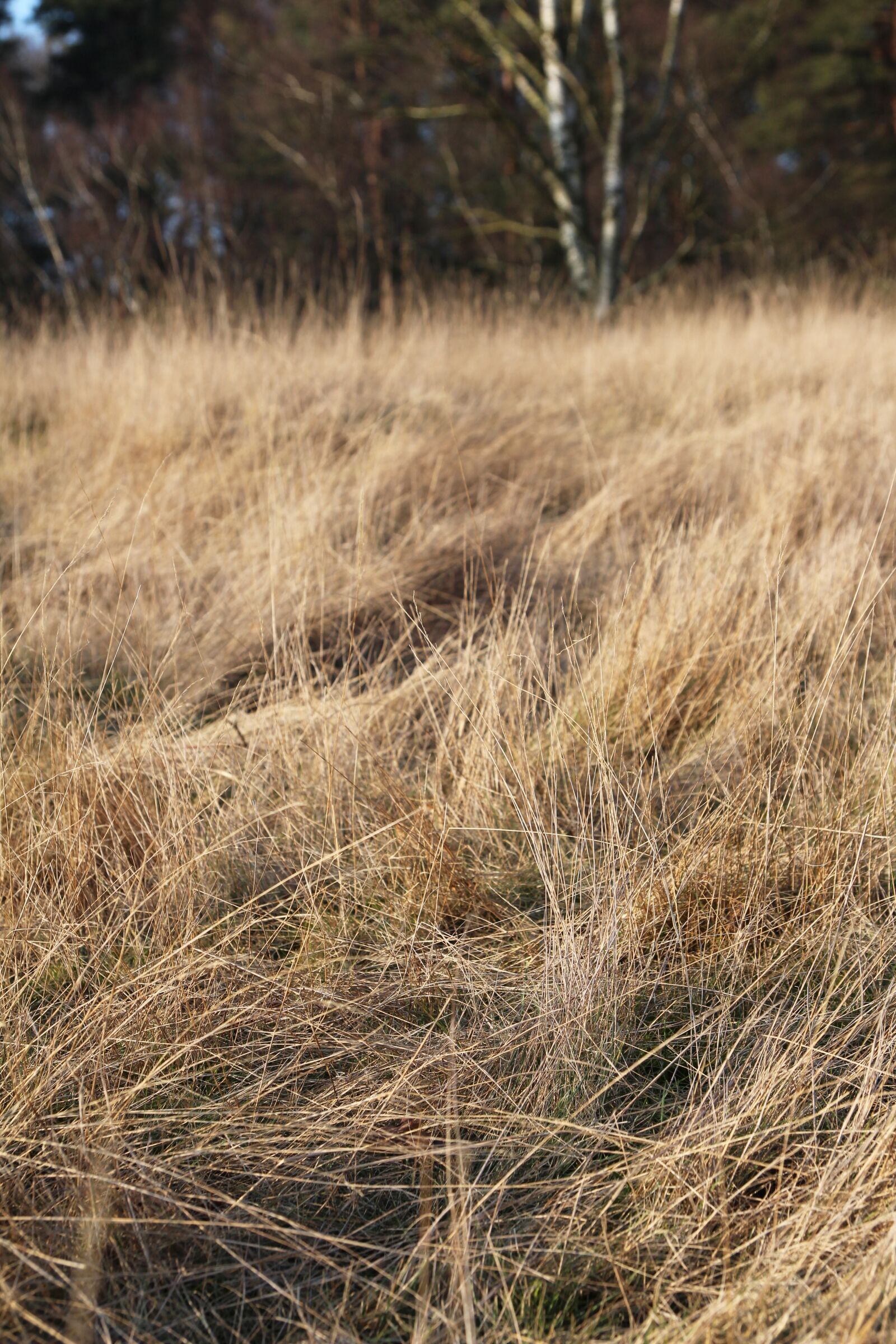 Canon EOS 700D (EOS Rebel T5i / EOS Kiss X7i) sample photo. Grass, grasses, autumn photography