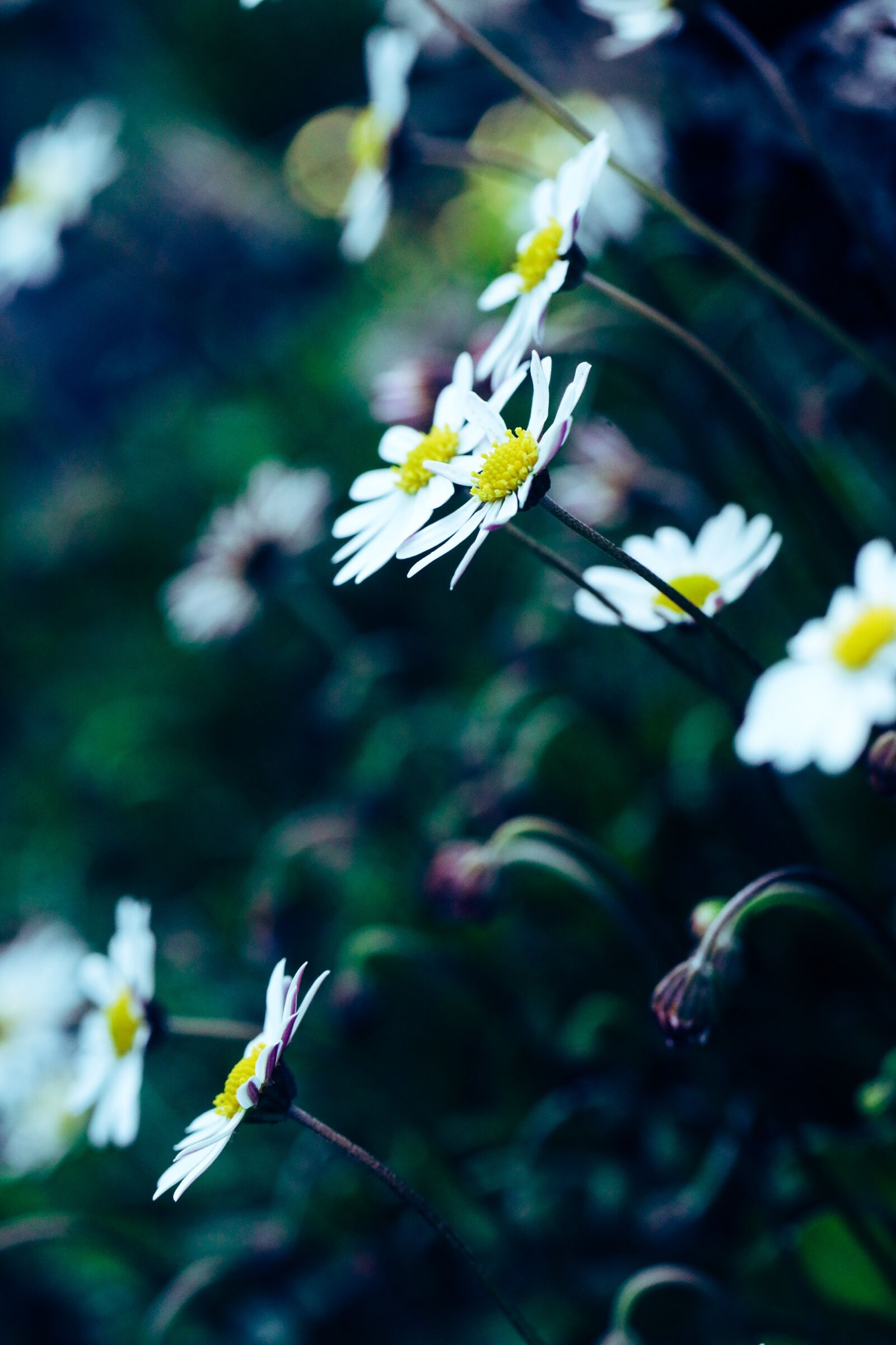 Canon EOS R sample photo. Flower, daisy, blossom photography