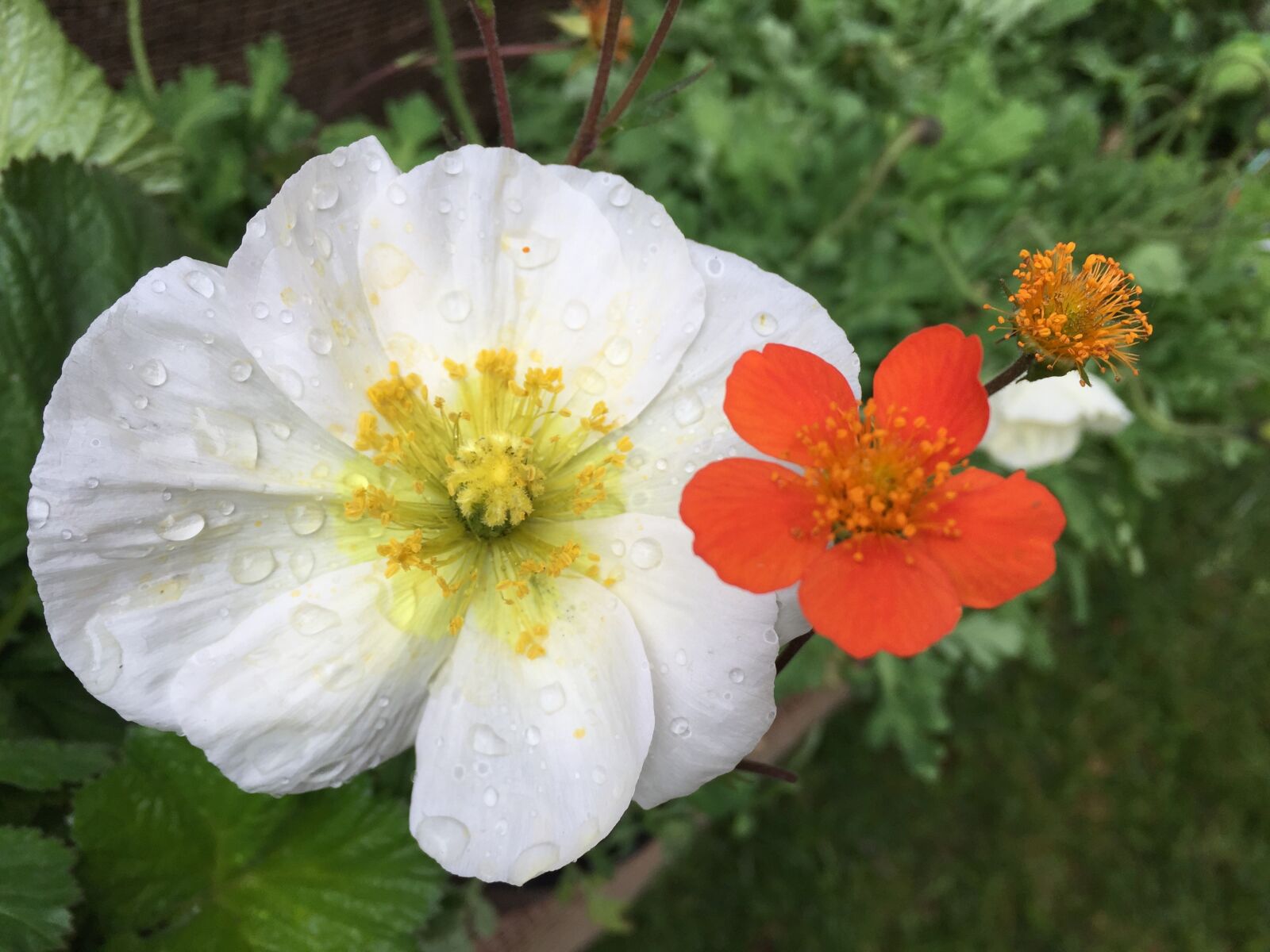 Apple iPhone 6 sample photo. Flower, blossom, bloom photography
