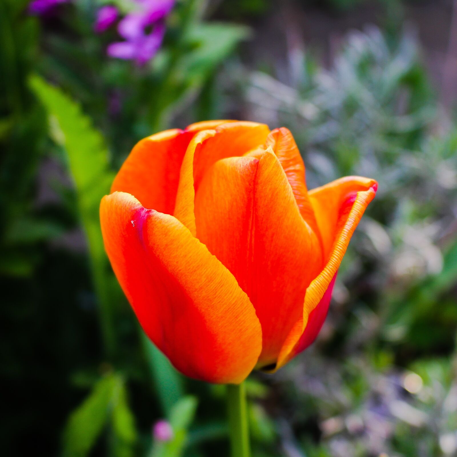 Canon EOS 700D (EOS Rebel T5i / EOS Kiss X7i) sample photo. Tulip, tulipa, spring photography