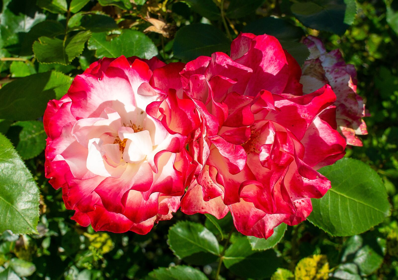 Sony Alpha NEX-3 + Sony E 18-55mm F3.5-5.6 OSS sample photo. Pink, garden, flower photography