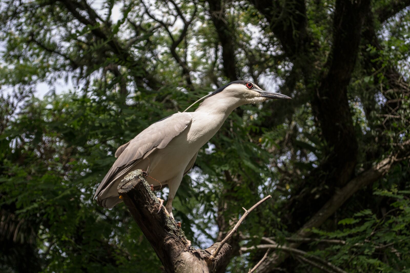 Nikon D3100 sample photo. Ave, pássaro, bird photography
