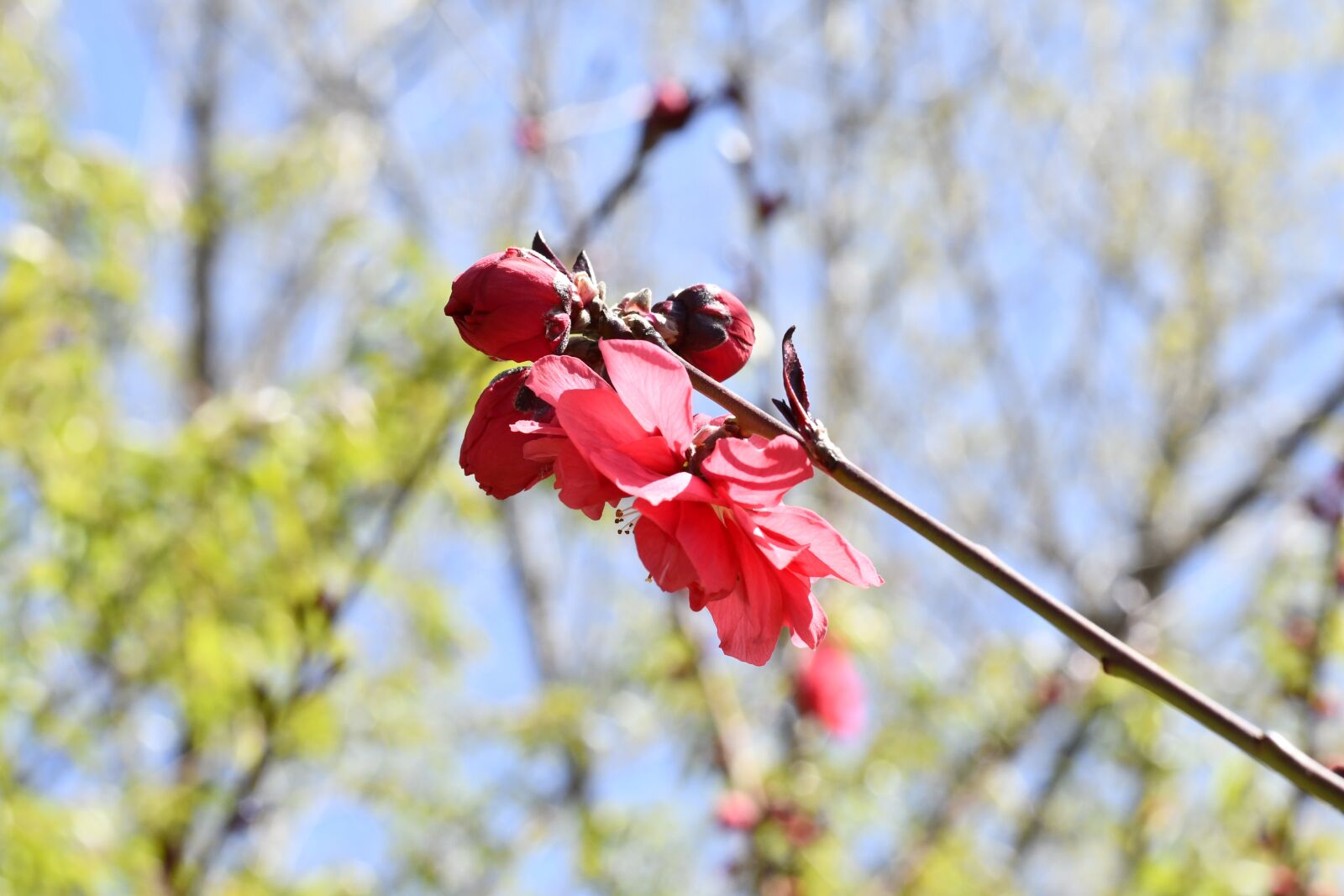 Nikon D7500 sample photo. Spring, flowers, plant photography