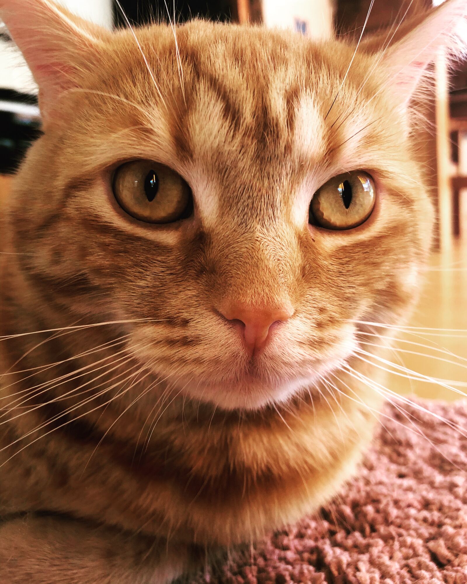 Apple iPhone 8 sample photo. Cat, kitten, gustaf photography