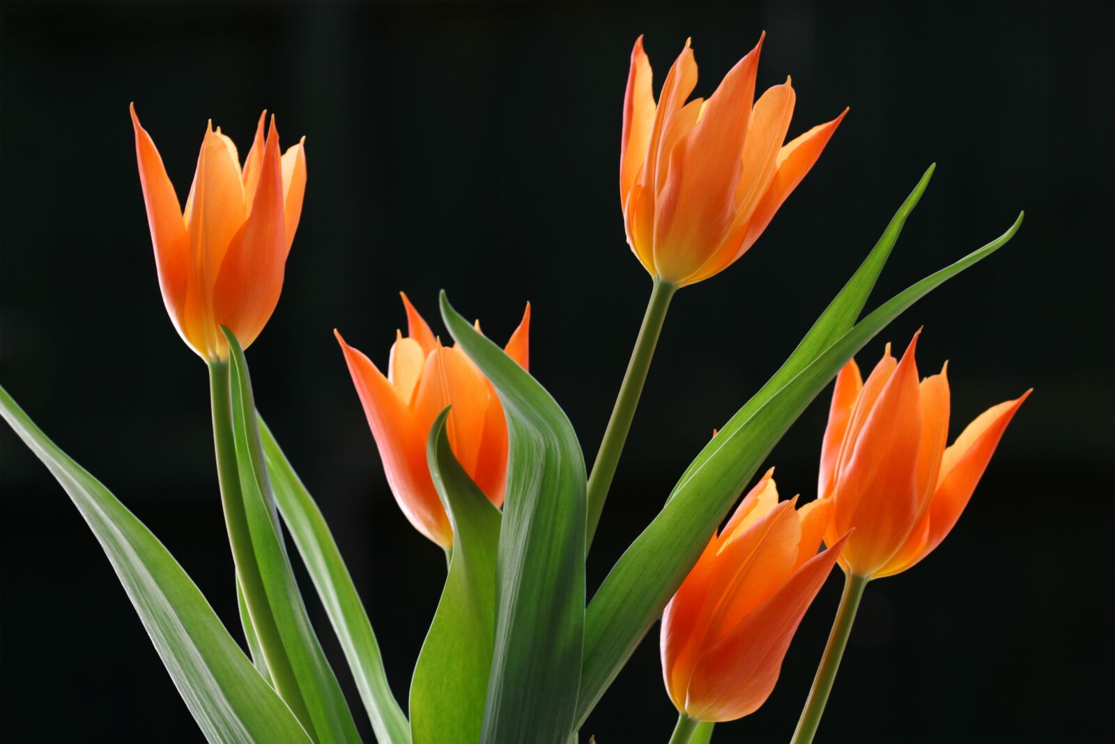 Canon EOS D60 sample photo. Lit, bright, orange photography