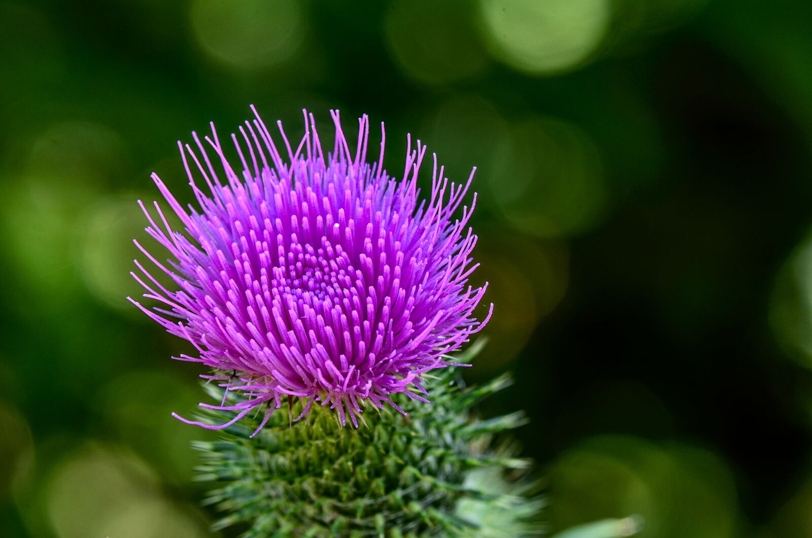 Nikon D7000 sample photo. Thistle, flower, plant photography
