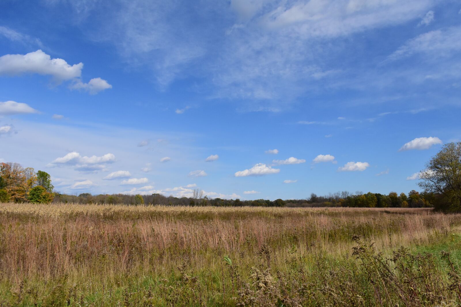 Nikon D7200 sample photo. Fall, autumn, field photography