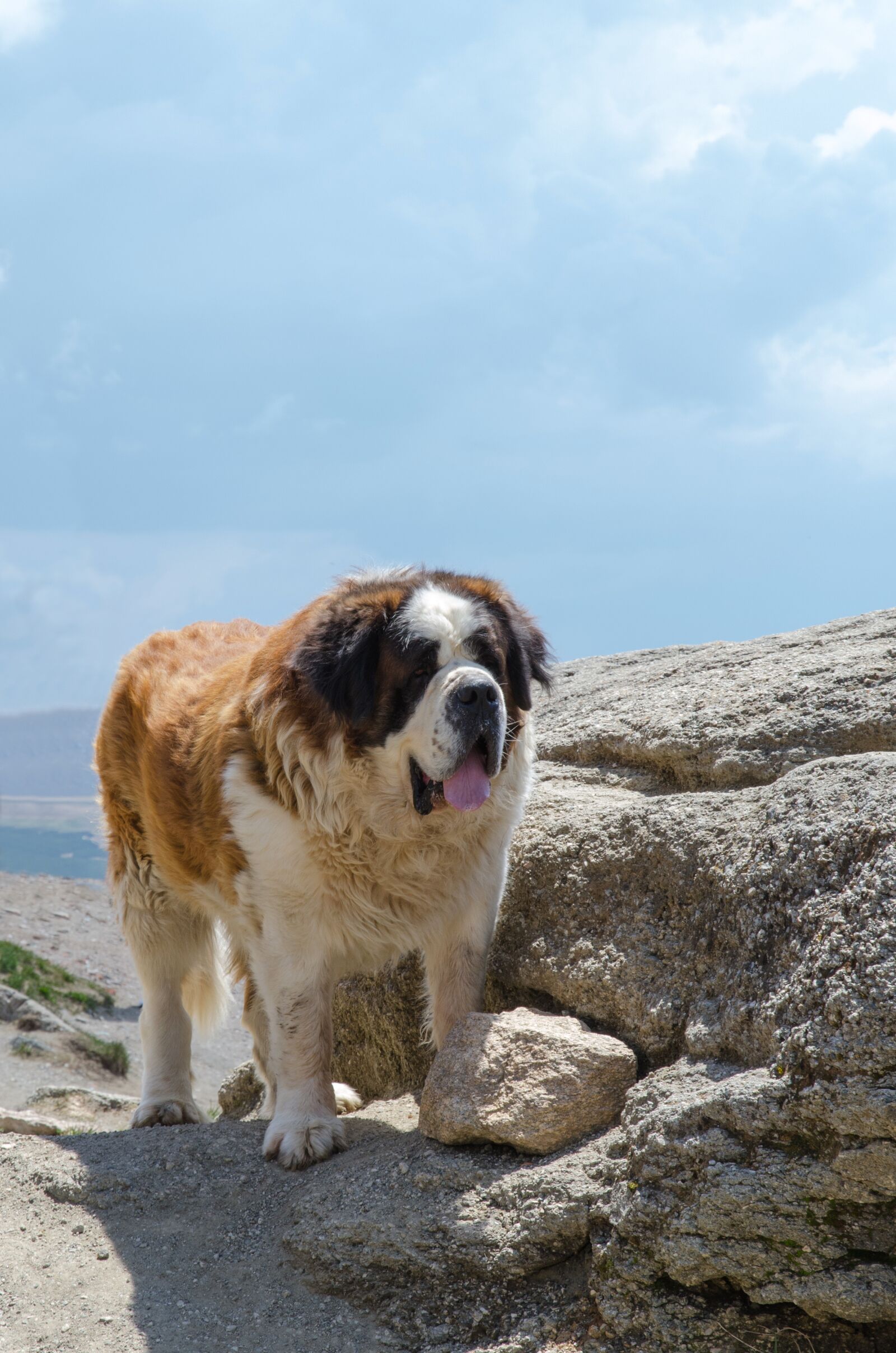 Nikon D7000 sample photo. Caucasian, shepherd, dog photography