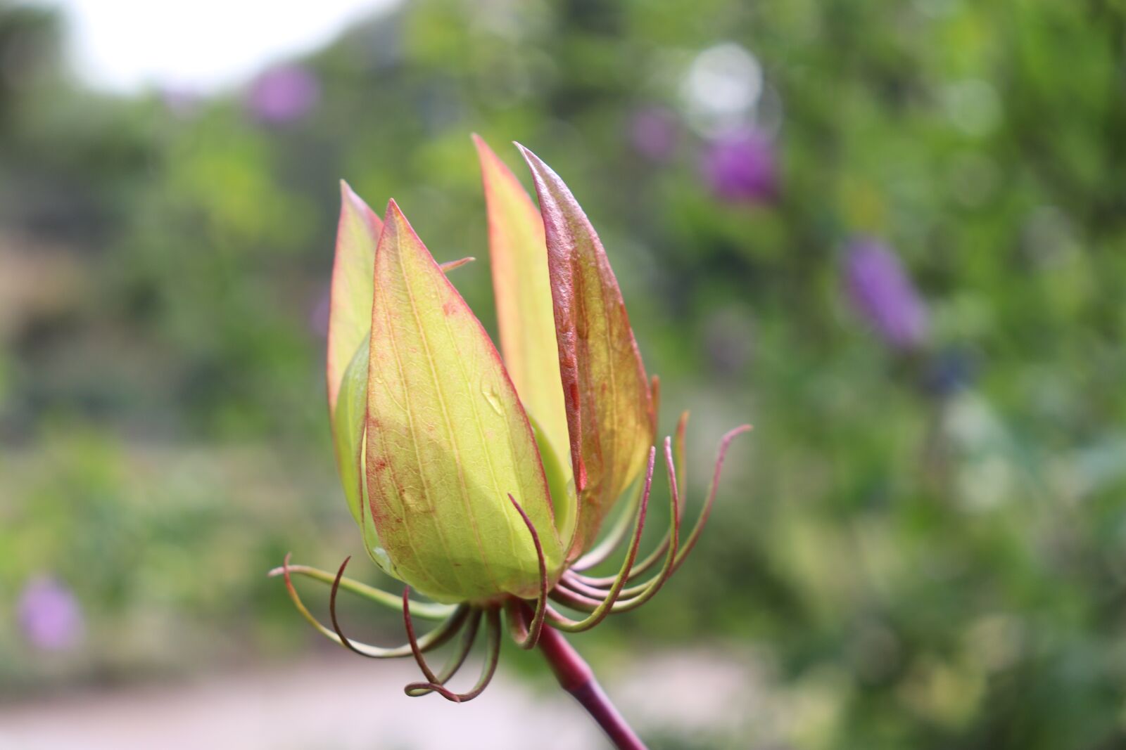 Canon EOS 800D (EOS Rebel T7i / EOS Kiss X9i) sample photo. Flowers, flower bud, texture photography