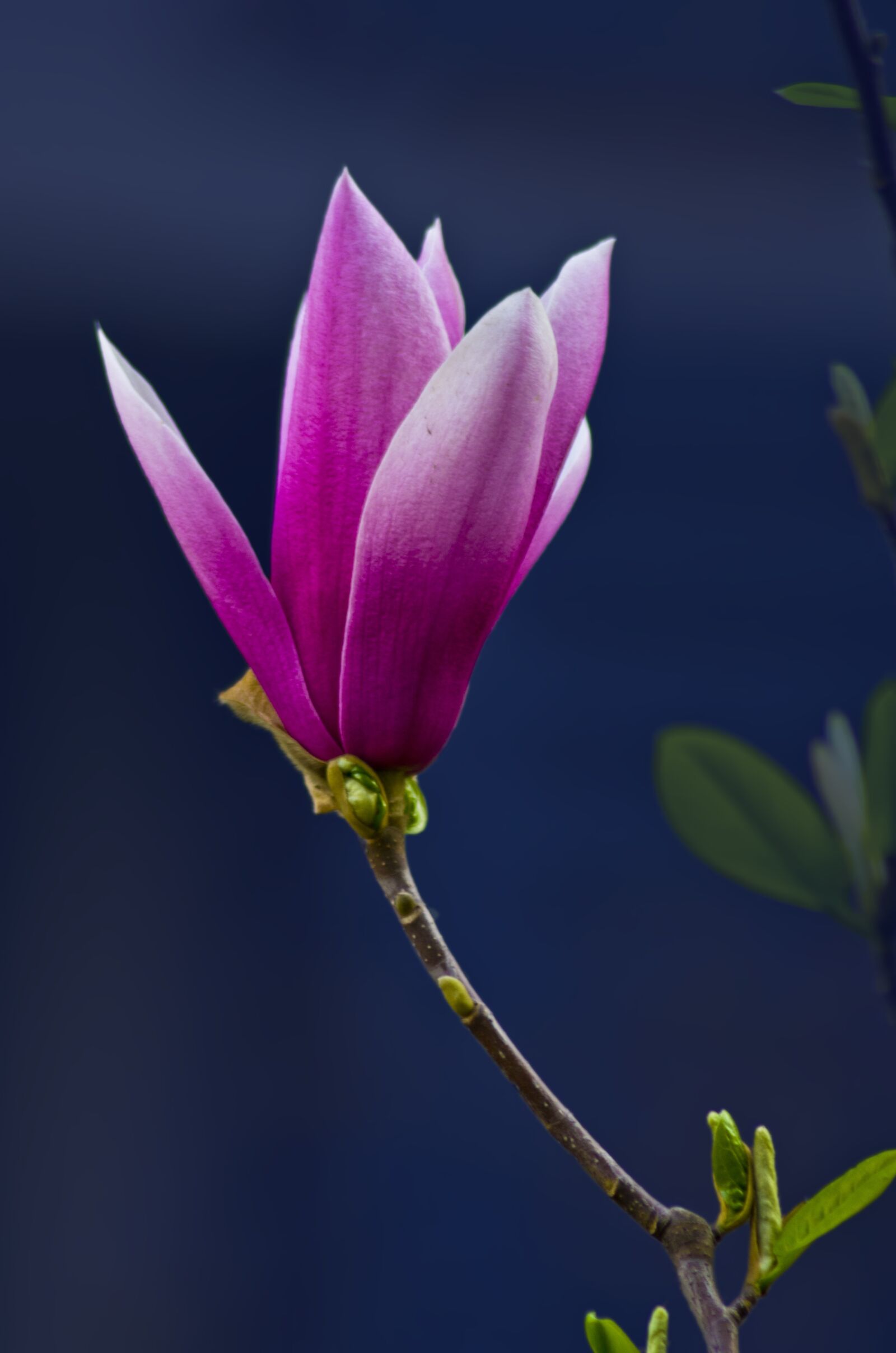 Nikon D7000 sample photo. Magnolia, beautiful, flowers photography