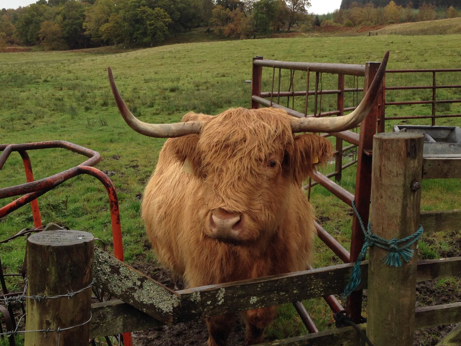 iPhone 5 back camera 4.12mm f/2.4 sample photo. Cow, scottish, highland photography