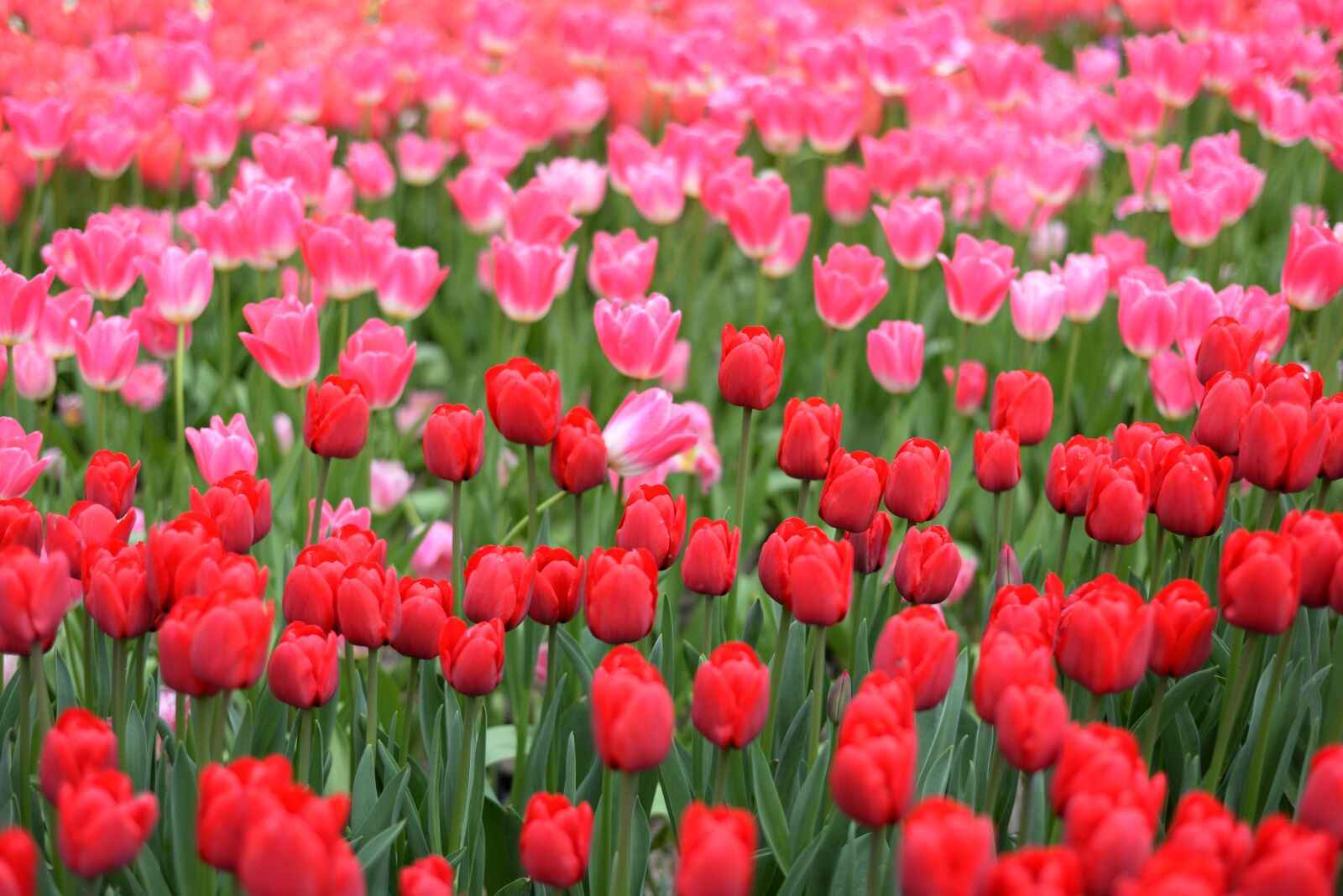 Nikon D610 sample photo. Plant, flower, tulip photography