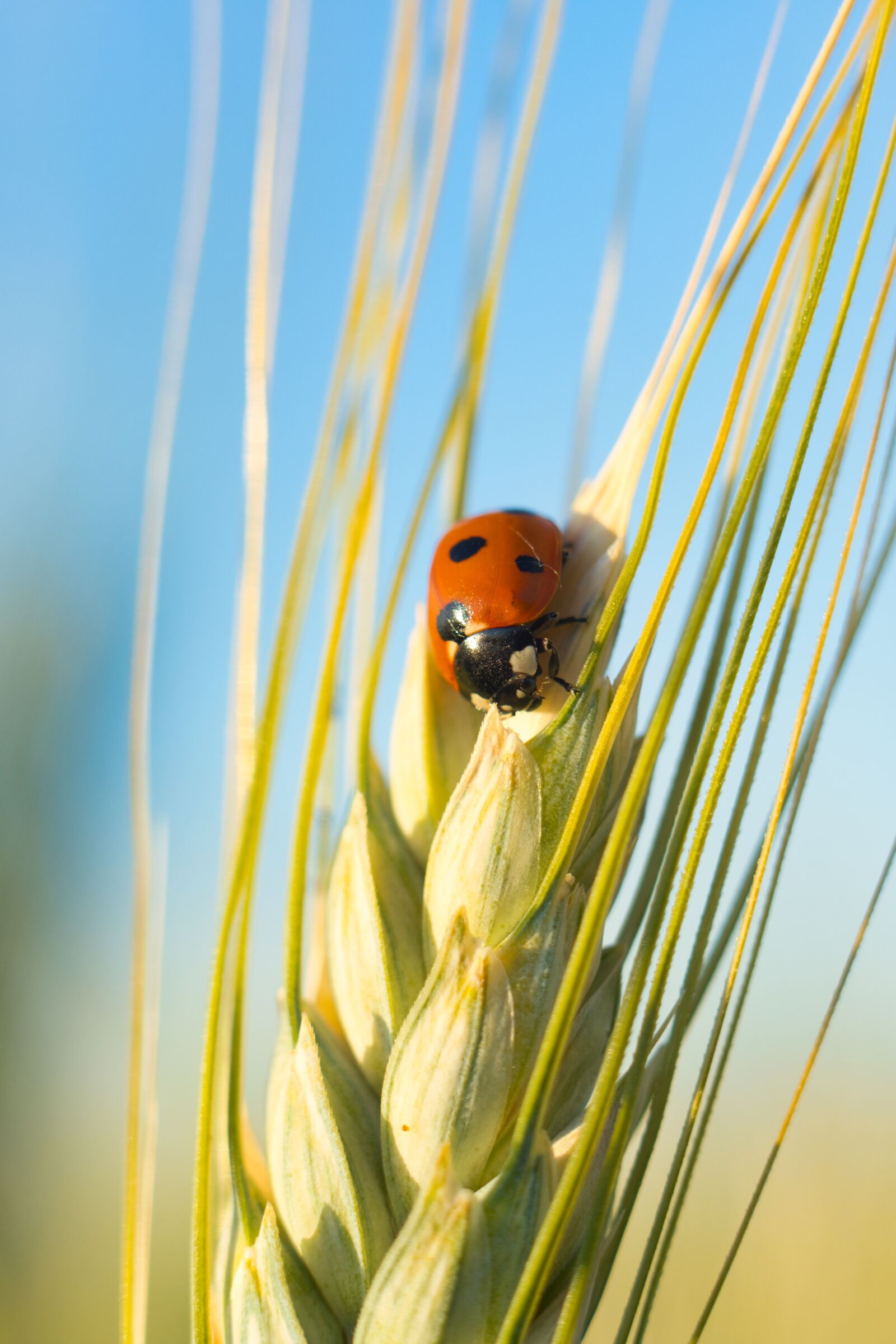 Sony a6400 + E 50mm F1.8 OSS sample photo. Ladybug, insect, wheat photography