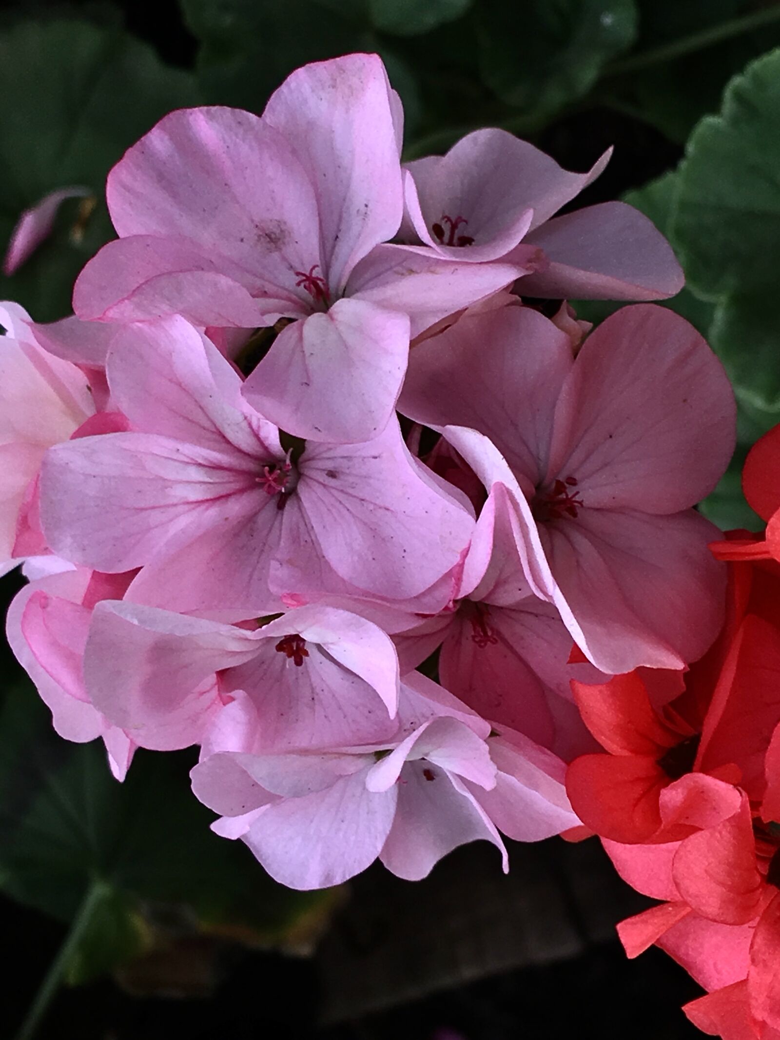 Apple iPhone 6s Plus sample photo. Geranium, plants, garden photography