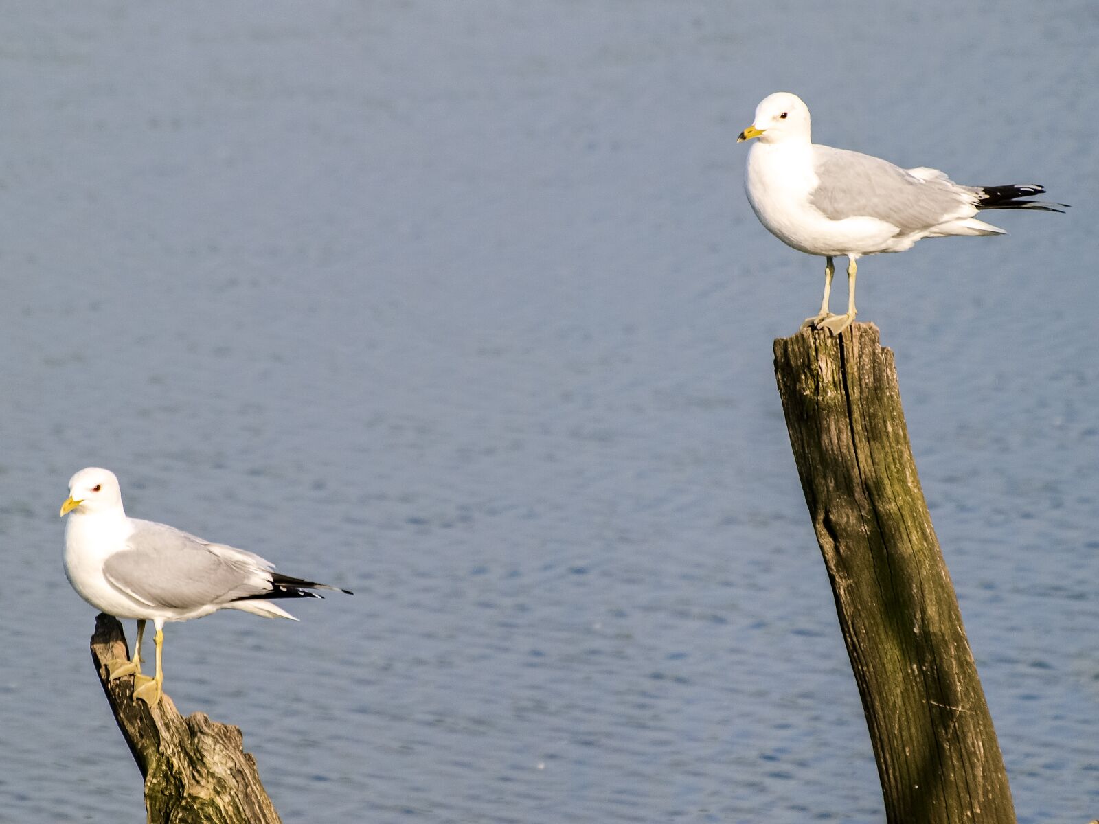 Olympus E-3 sample photo. Mew gull, seagull, bird photography