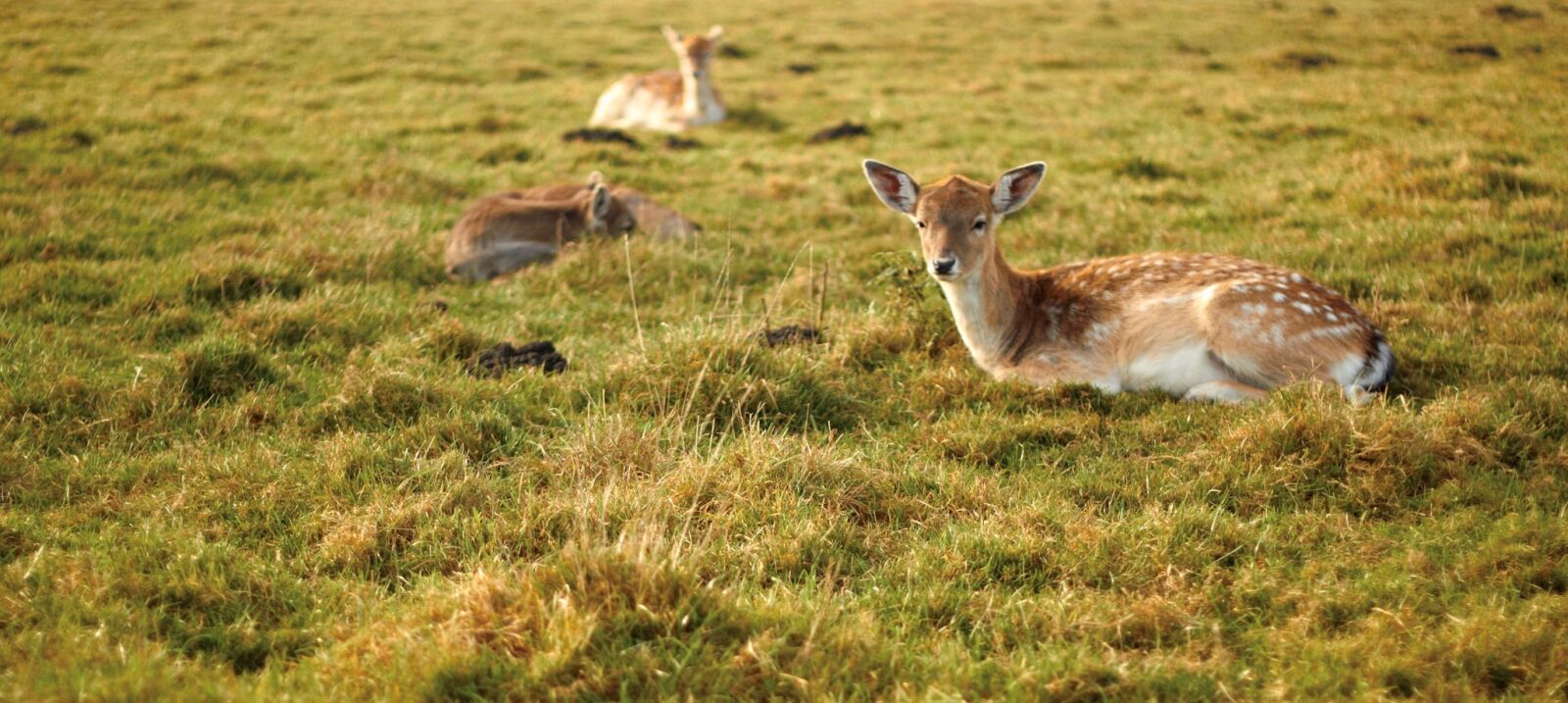 Canon EOS 500D (EOS Rebel T1i / EOS Kiss X3) sample photo. Roe deer, animal, nature photography