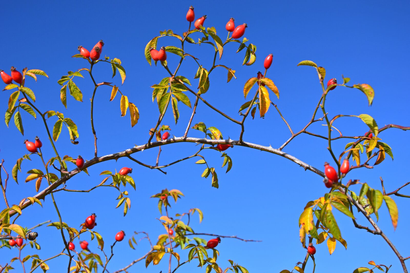 Nikon D3200 sample photo. Rose hip, seeds, wild photography