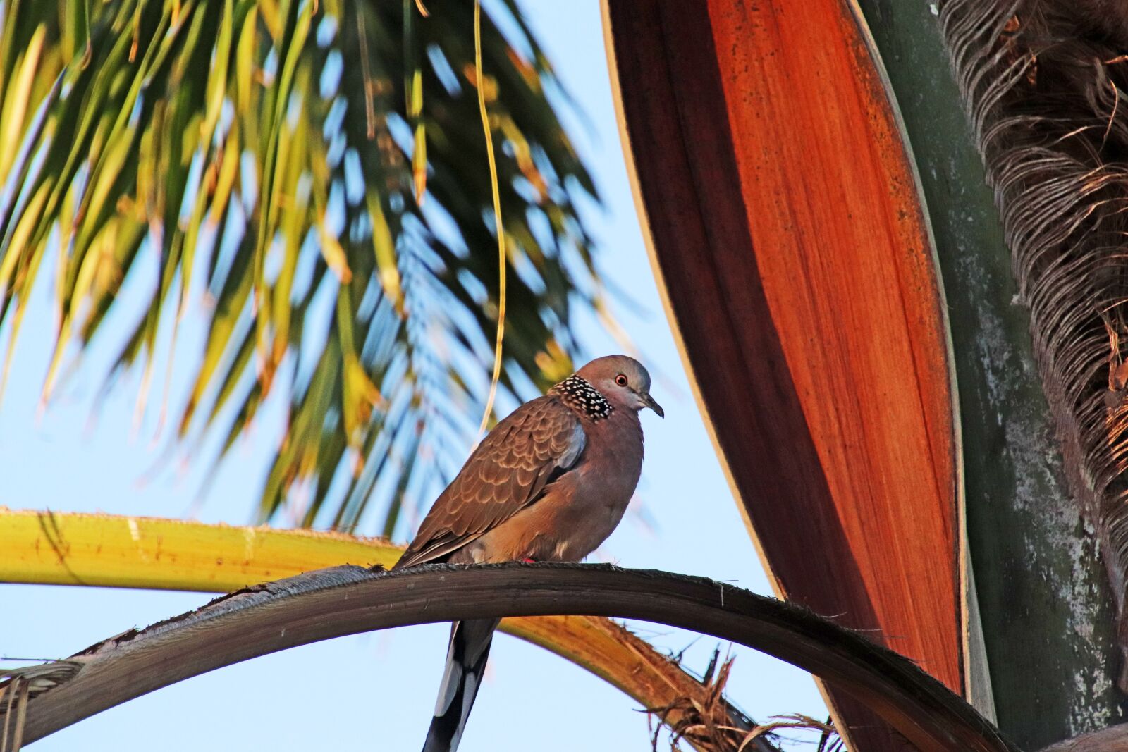 Canon EOS 800D (EOS Rebel T7i / EOS Kiss X9i) sample photo. Bird, spotted turtle dove photography