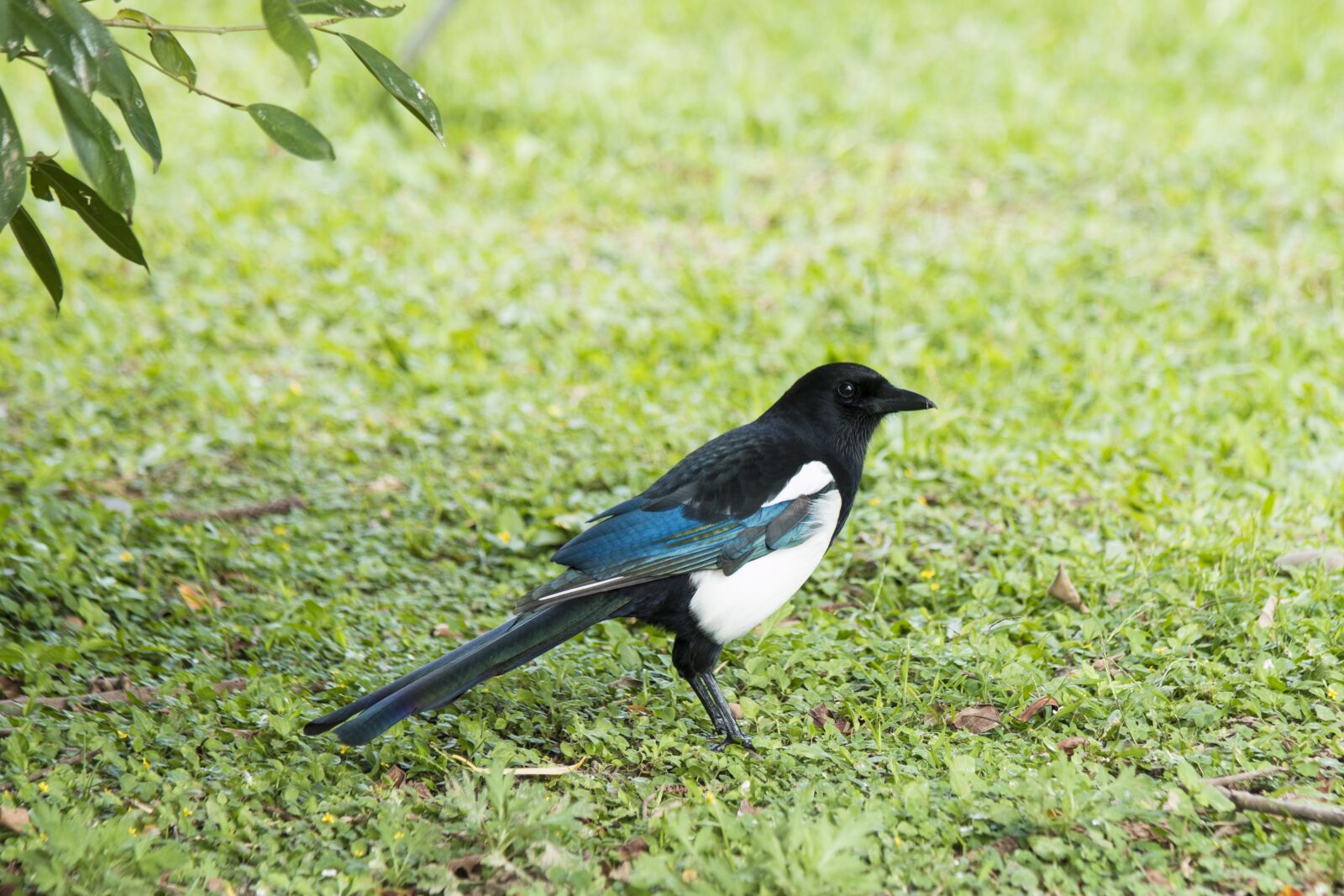 Canon EF 70-300mm F4-5.6 IS USM sample photo. Magpie, bird, wildlife photography