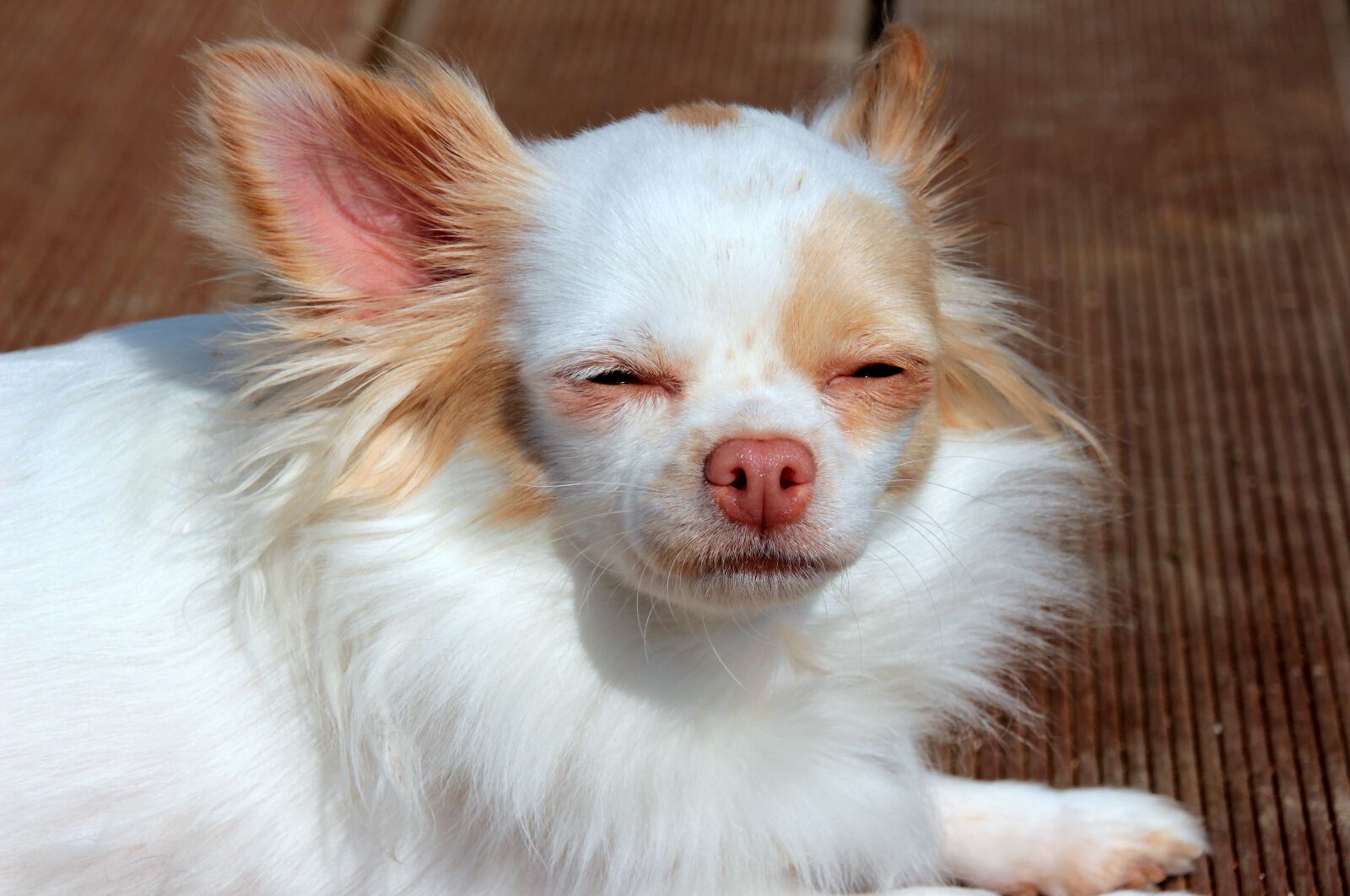 Canon EOS 650D (EOS Rebel T4i / EOS Kiss X6i) sample photo. Chihuahua, dog, long hair photography