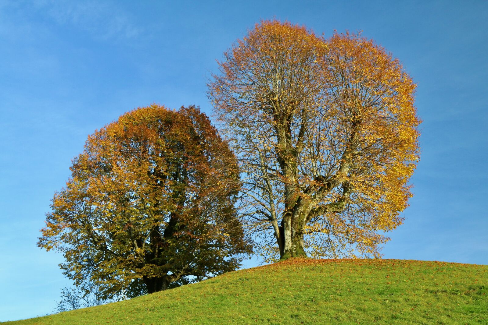 Canon EOS 70D sample photo. Trees, autumn, fall foliage photography