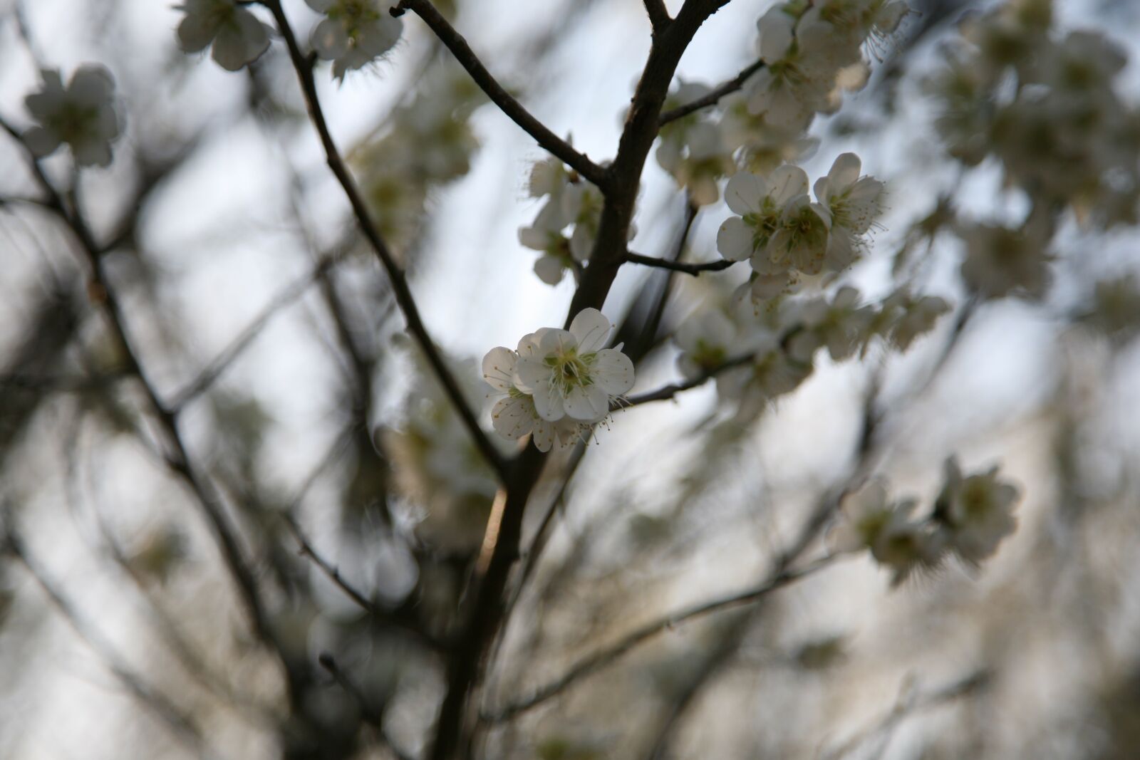 Canon EOS 5D sample photo. Plum tree, the spring photography