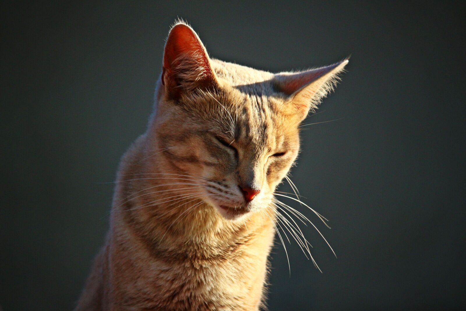 Canon EOS 100D (EOS Rebel SL1 / EOS Kiss X7) sample photo. Cat, kitten, mieze photography