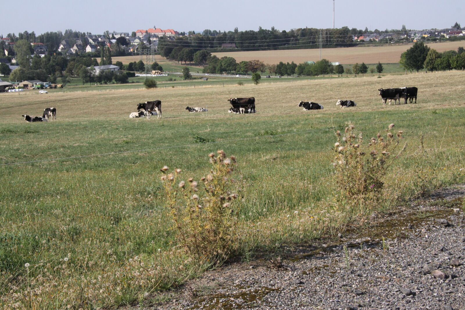 Canon EOS 50D sample photo. Herrenhaide, cows, field photography