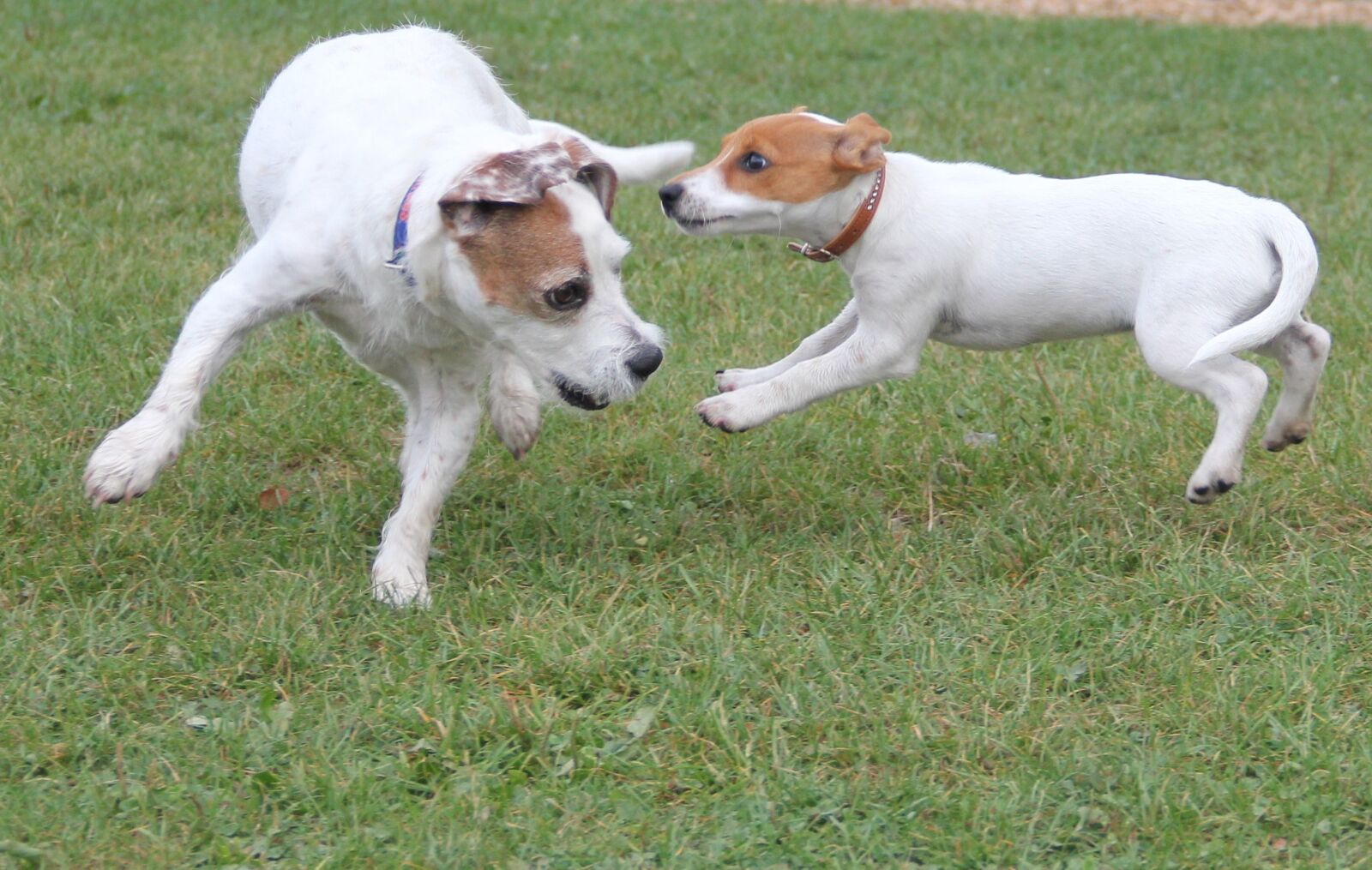 Canon EOS 550D (EOS Rebel T2i / EOS Kiss X4) sample photo. Playing dogs, jack russel photography