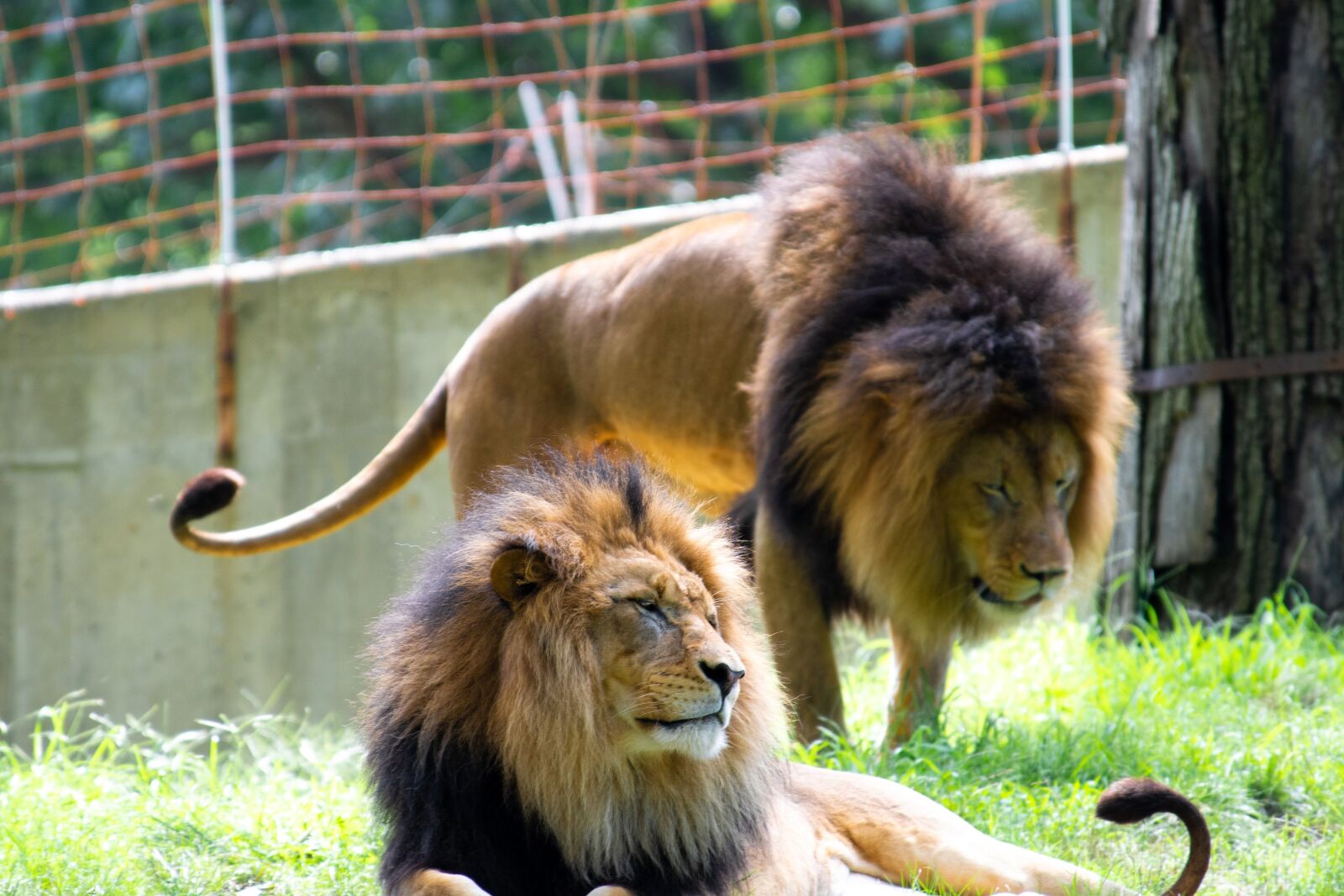 Nikon D7500 sample photo. Lion, zoo, grass photography
