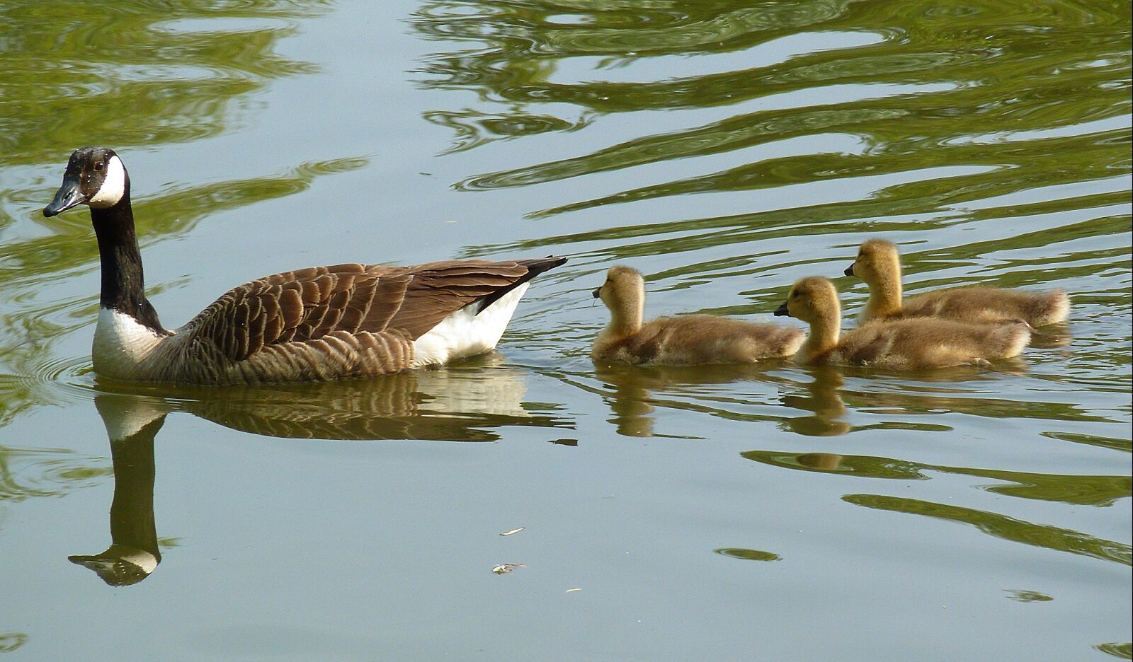 Panasonic DMC-TZ7 sample photo. Goose, gaensekuecken, fluffity photography