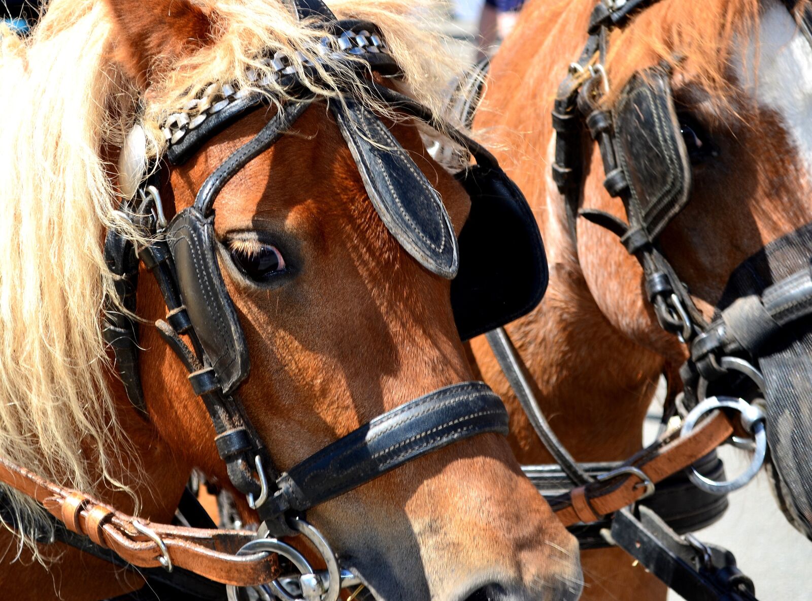 Nikon D5100 sample photo. Pony, horse, horse-drawn carriage photography